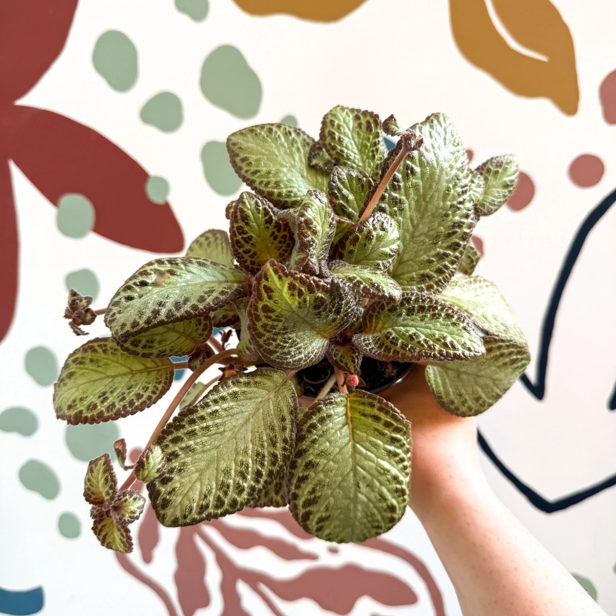 Episcia cupreata 'Harlequin' - Flame Violet - Image 5
