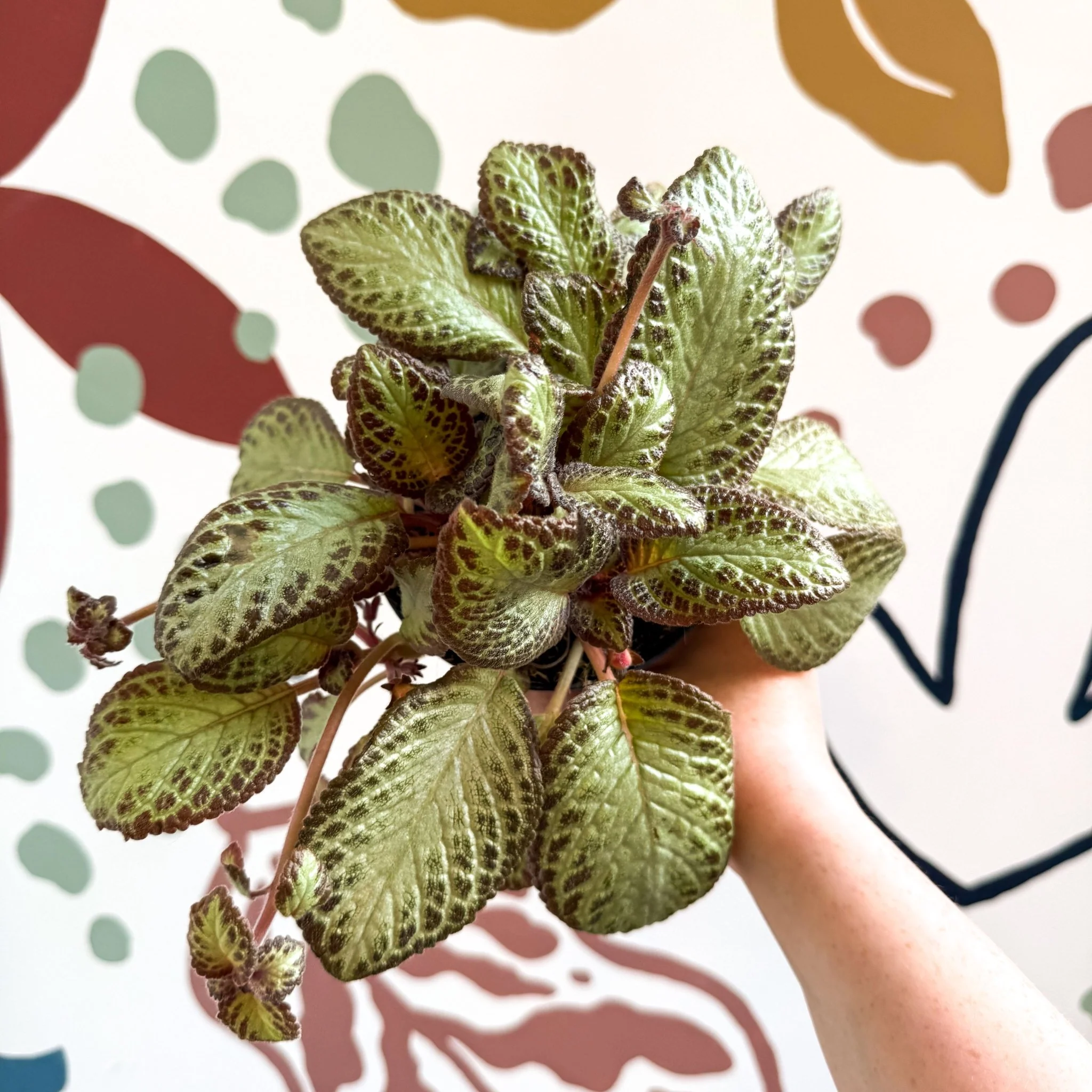 Episcia cupreata 'Harlequin' - Flame Violet - Image 6