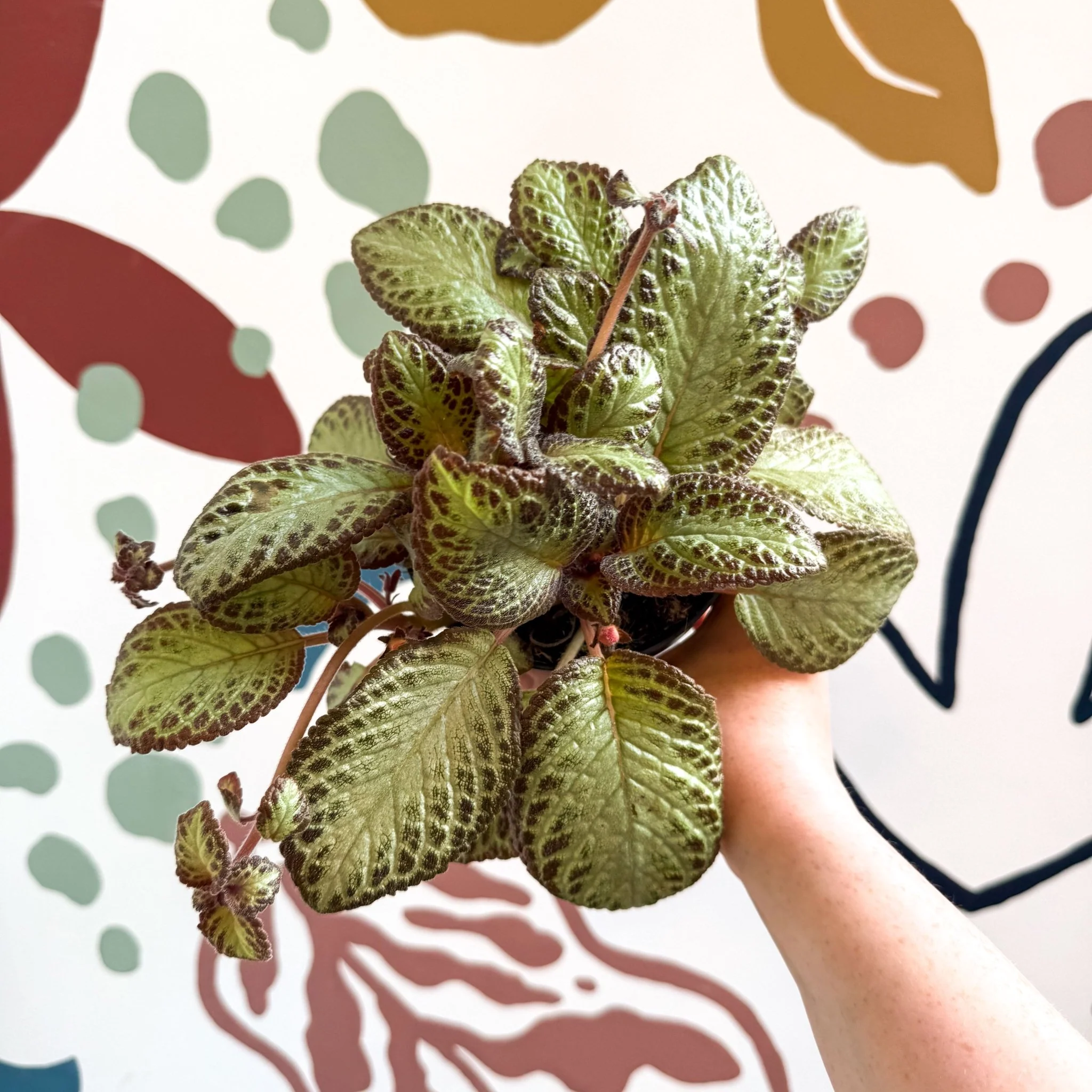 Episcia cupreata 'Harlequin' - Flame Violet - Image 7