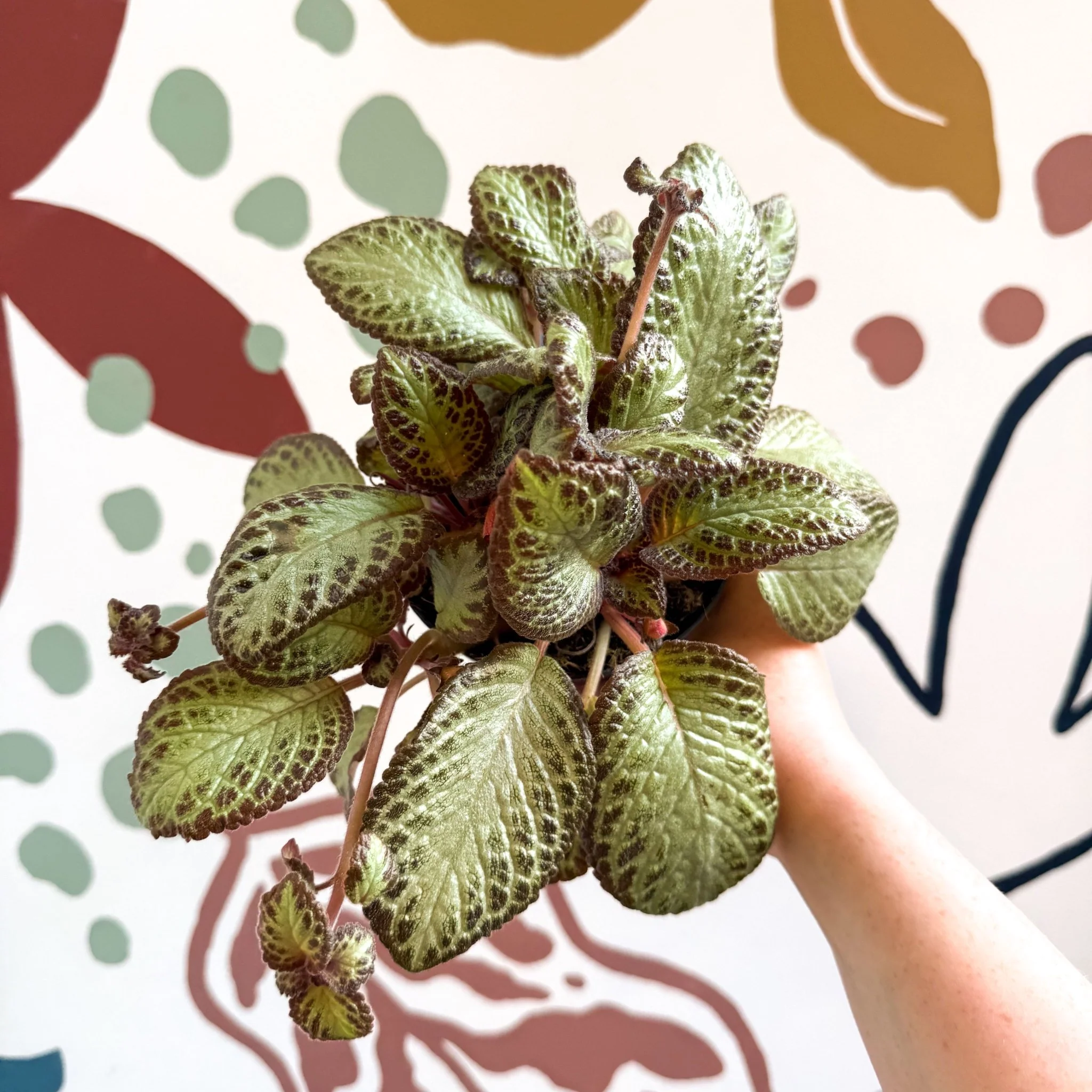Episcia cupreata 'Harlequin' - Flame Violet - Image 8