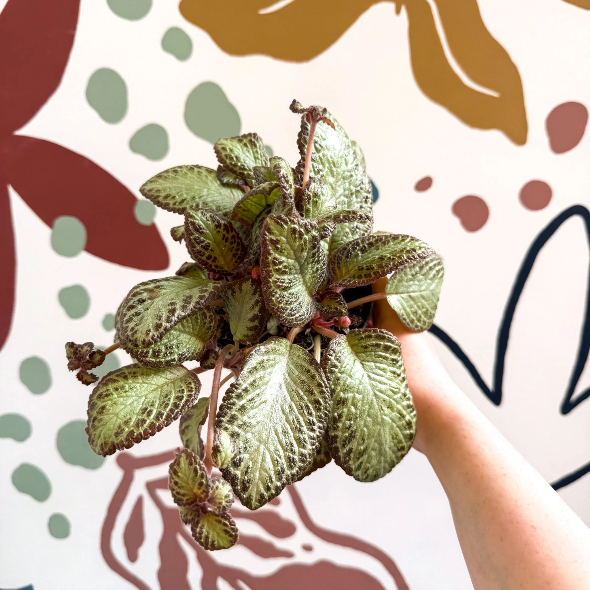Episcia cupreata 'Harlequin' - Flame Violet - Image 9