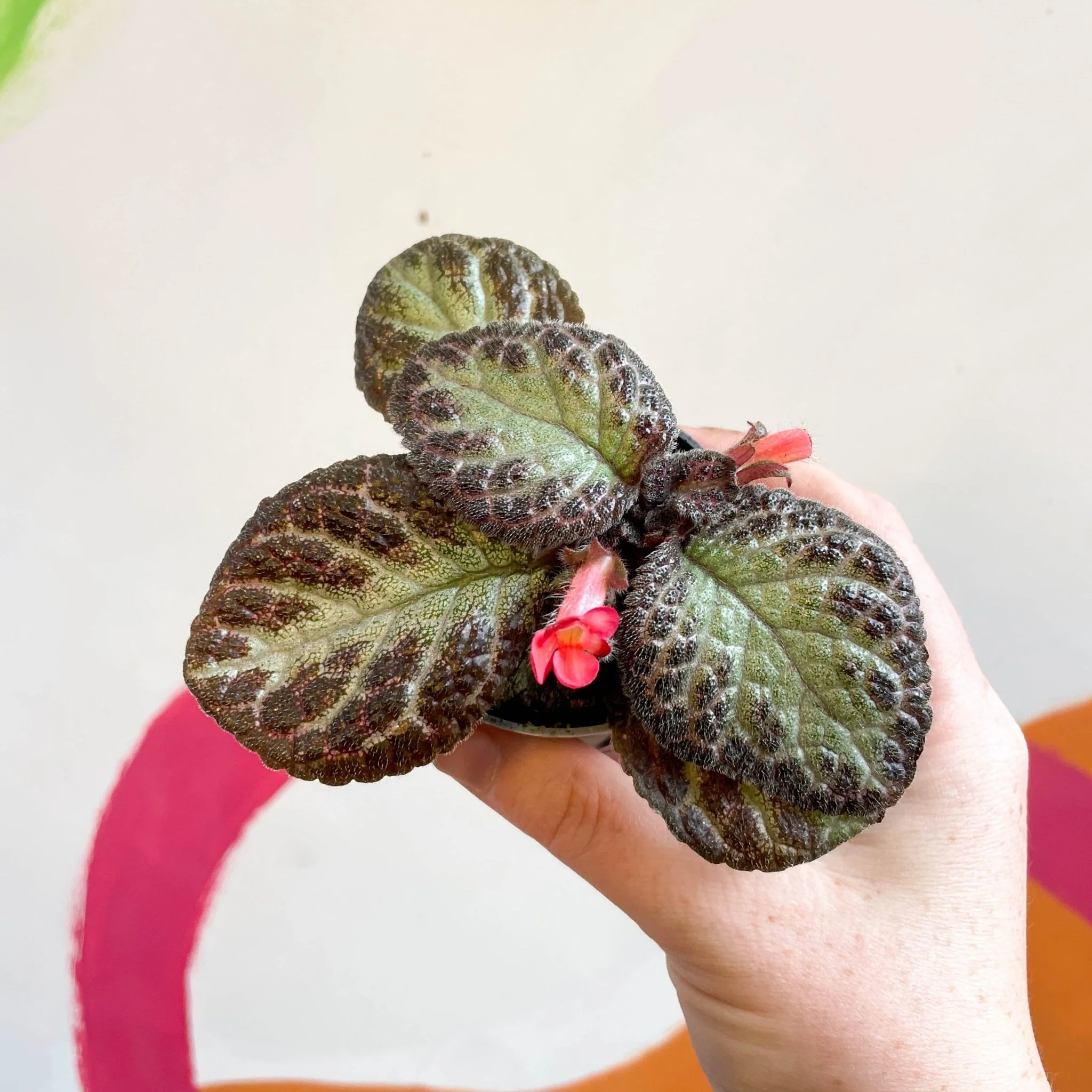 Episcia cupreata 'Pink Acajou' - Flame Violet