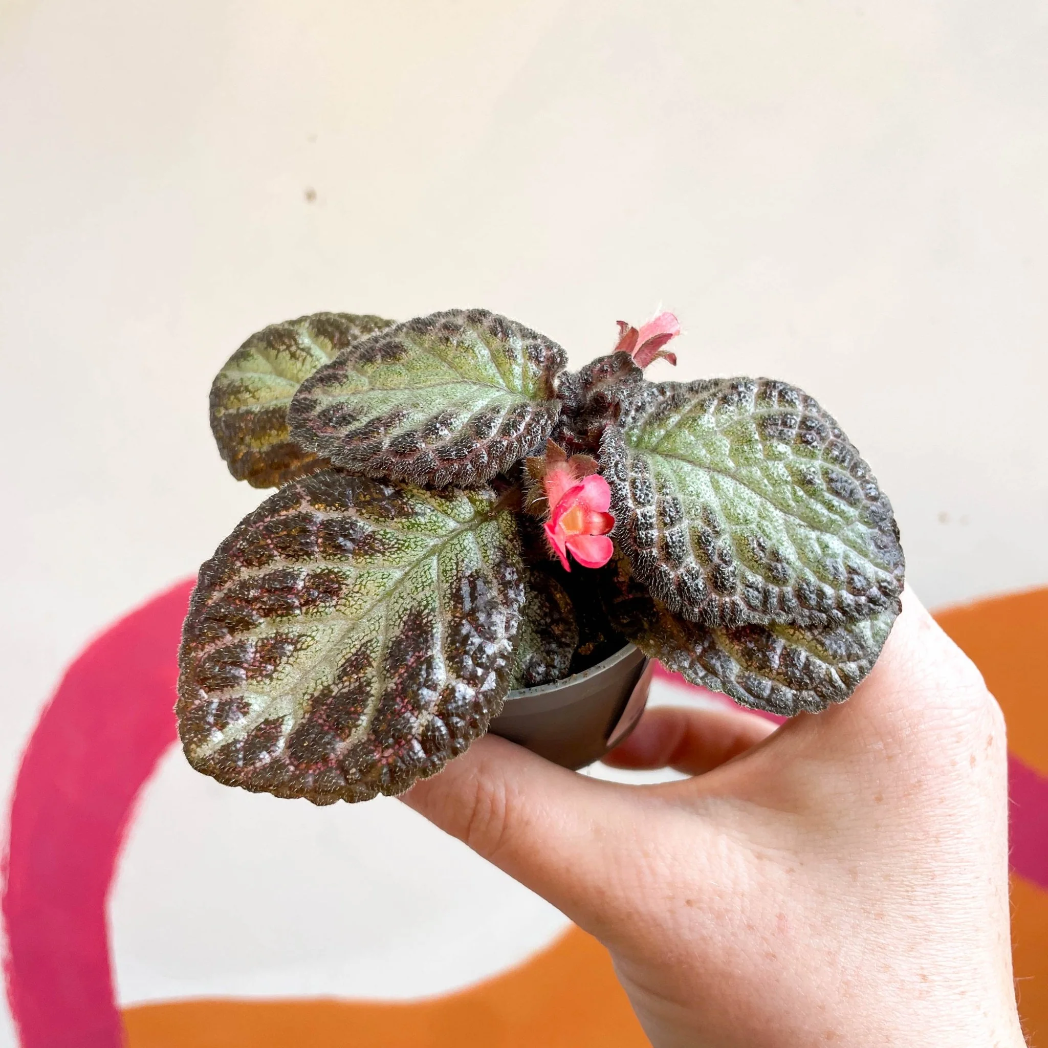 Episcia cupreata 'Pink Acajou' - Flame Violet - Image 10