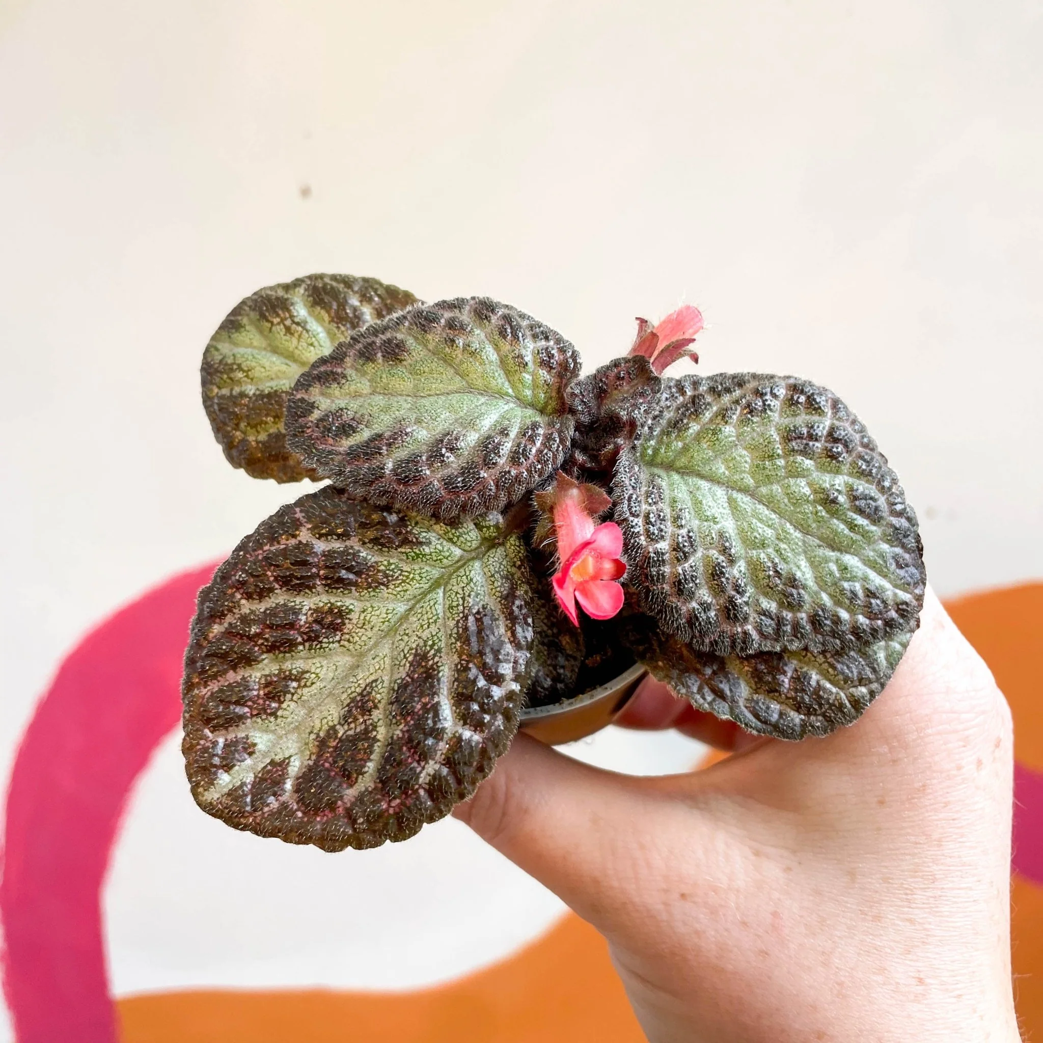 Episcia cupreata 'Pink Acajou' - Flame Violet - Image 11