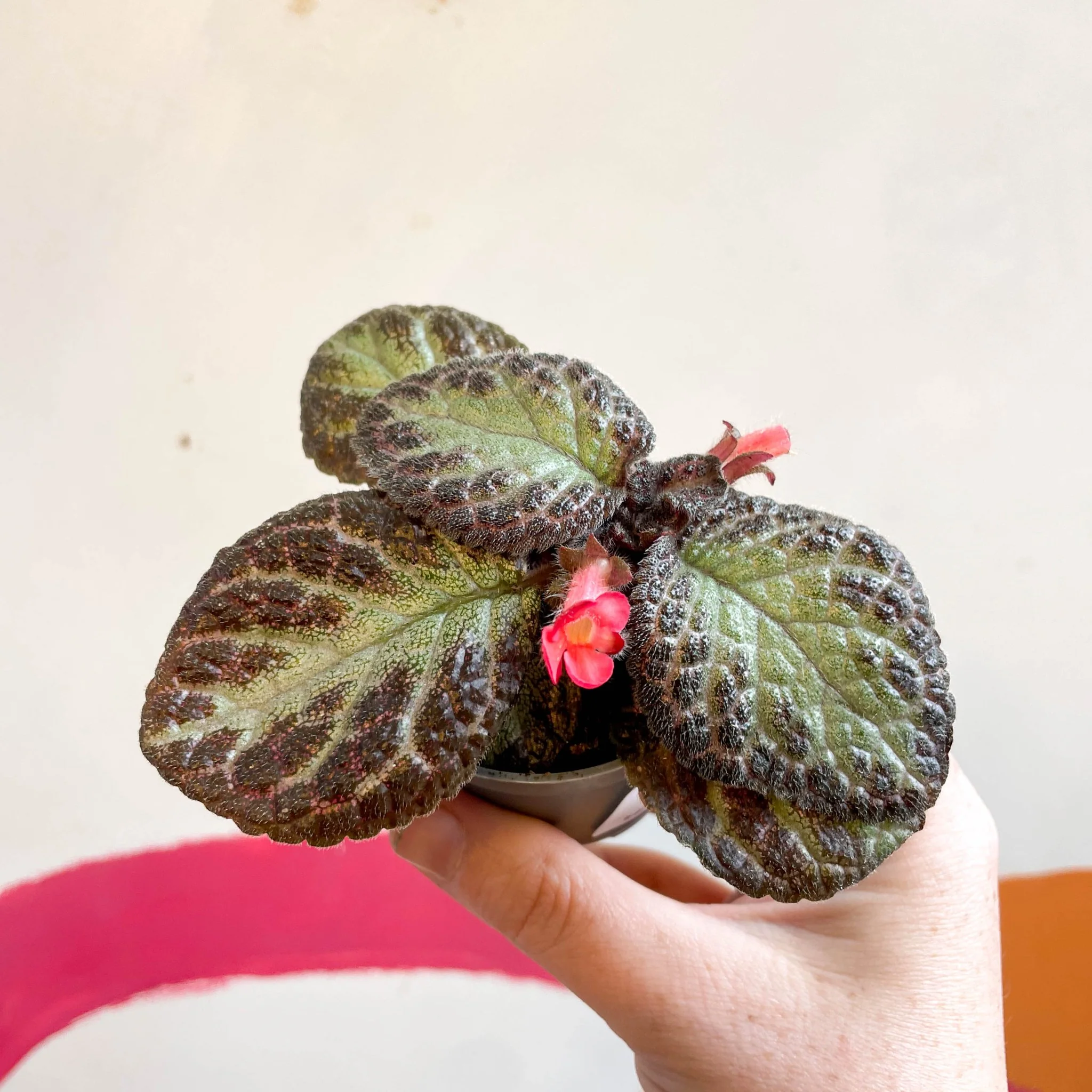 Episcia cupreata 'Pink Acajou' - Flame Violet - Image 12