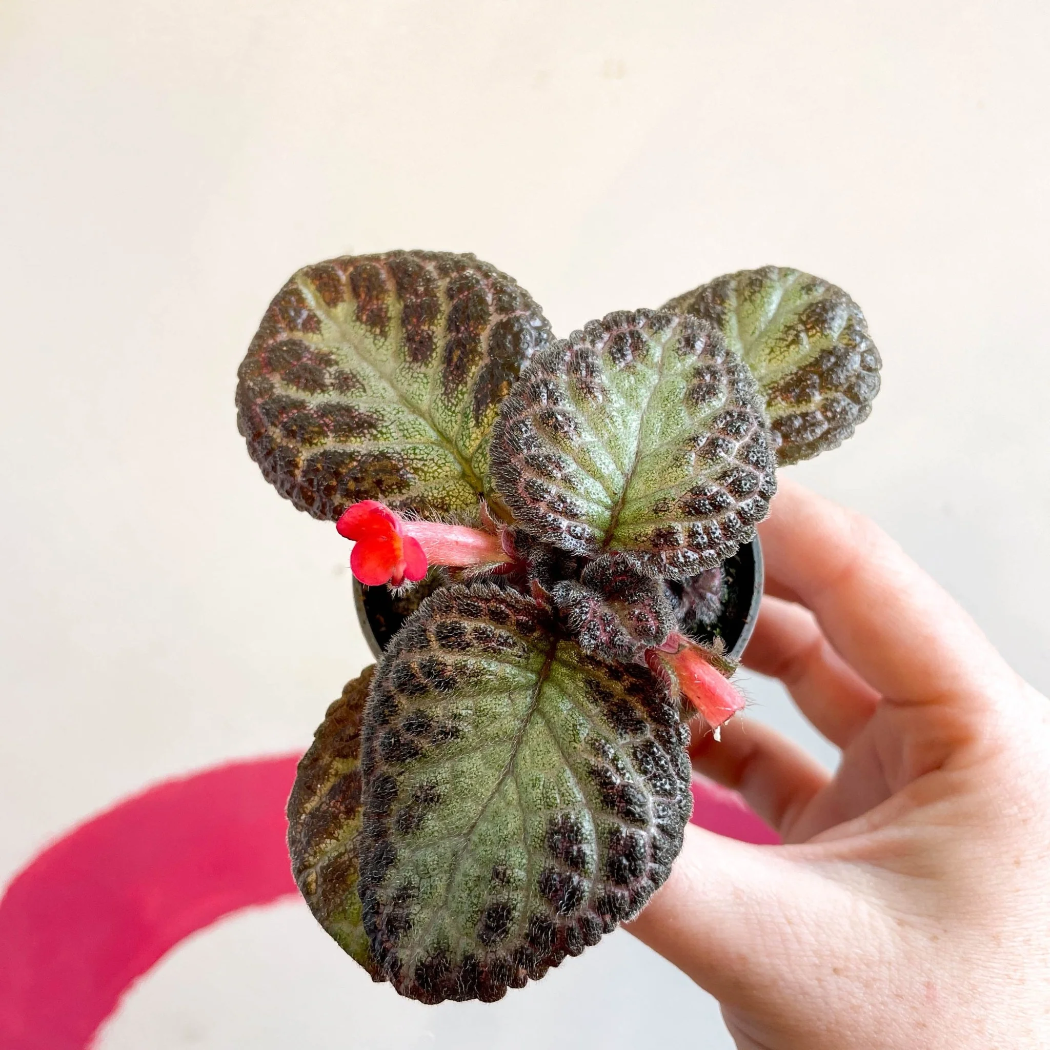 Episcia cupreata 'Pink Acajou' - Flame Violet - Image 13