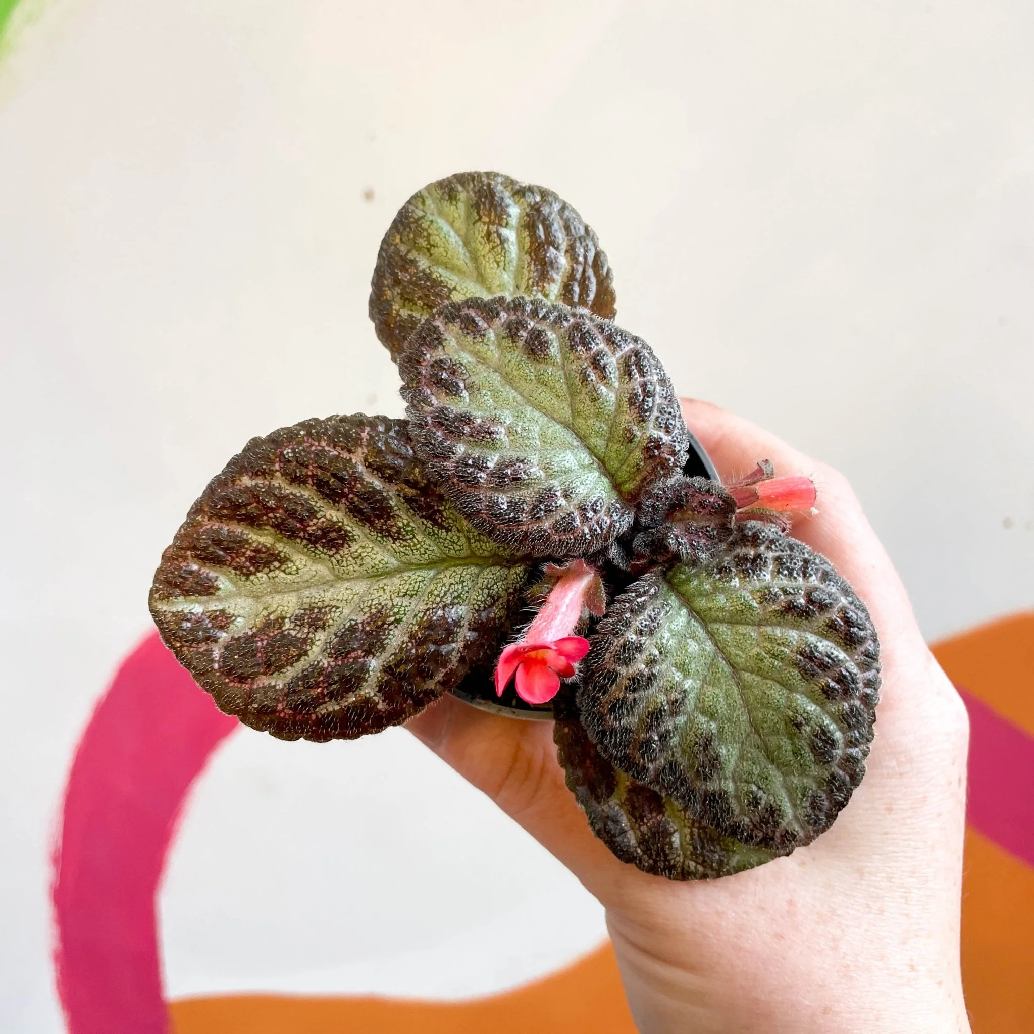 Episcia cupreata 'Pink Acajou' - Flame Violet - Image 14