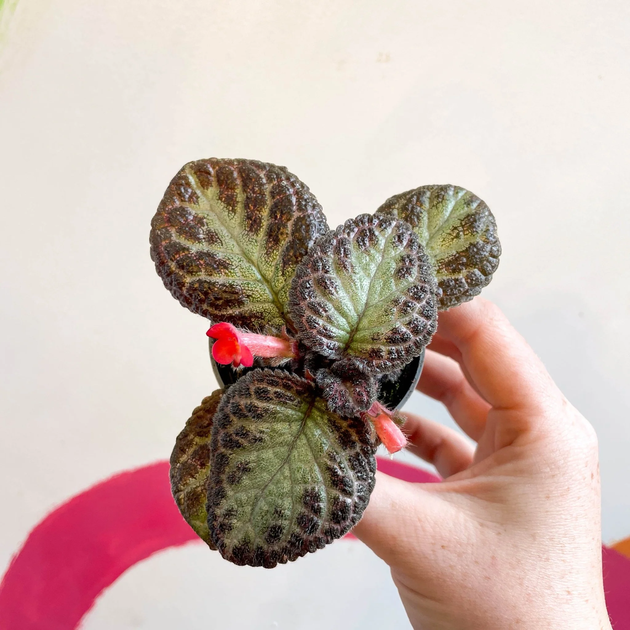 Episcia cupreata 'Pink Acajou' - Flame Violet - Image 15