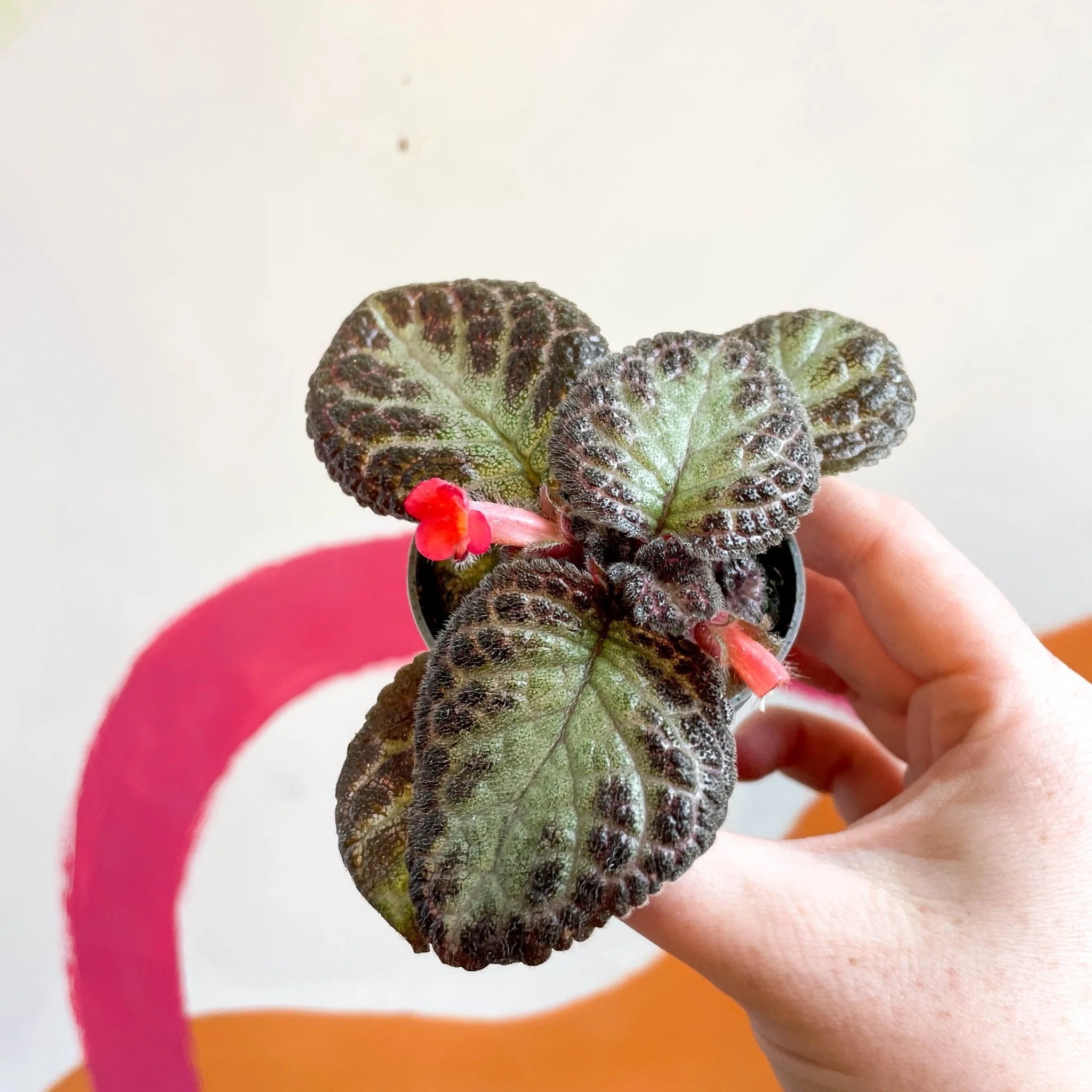 Episcia cupreata 'Pink Acajou' - Flame Violet - Image 4