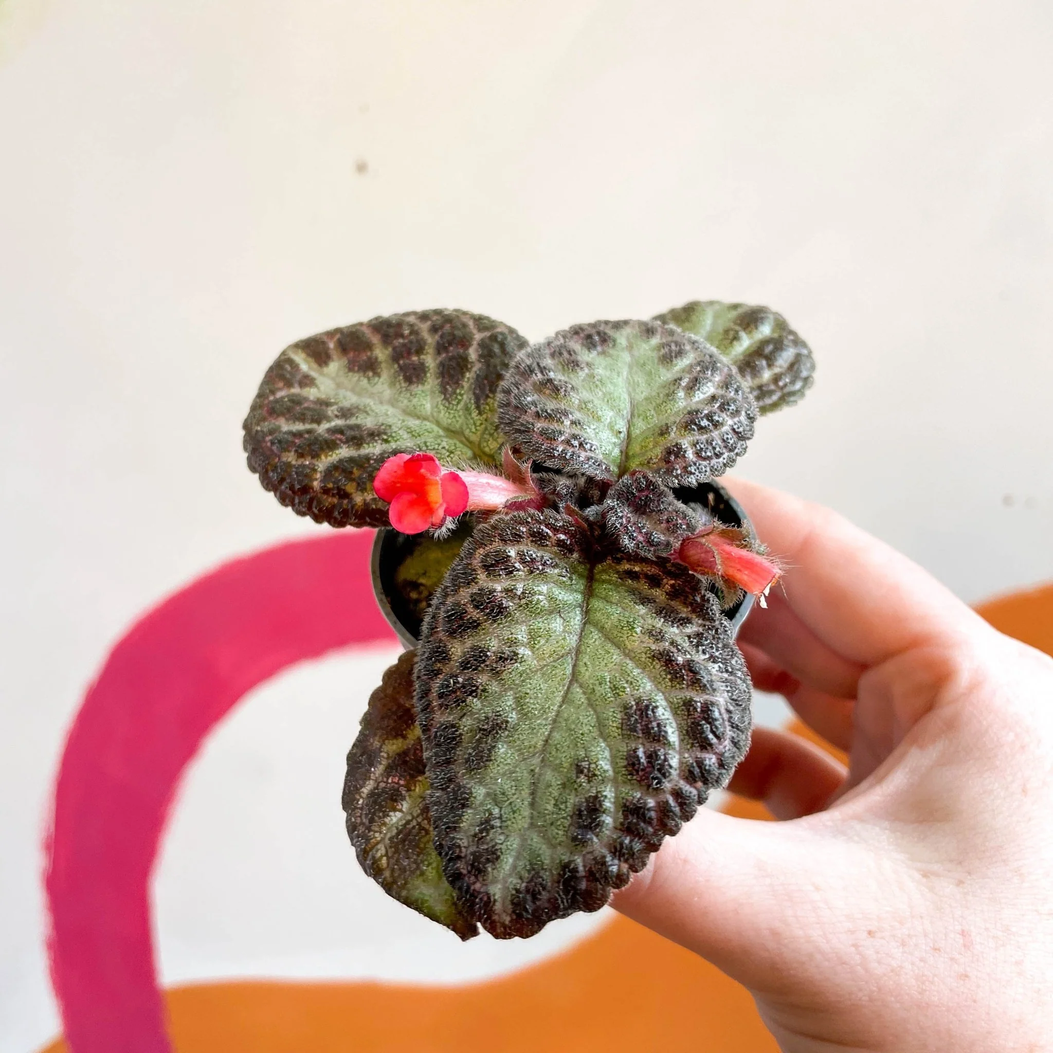 Episcia cupreata 'Pink Acajou' - Flame Violet - Image 5