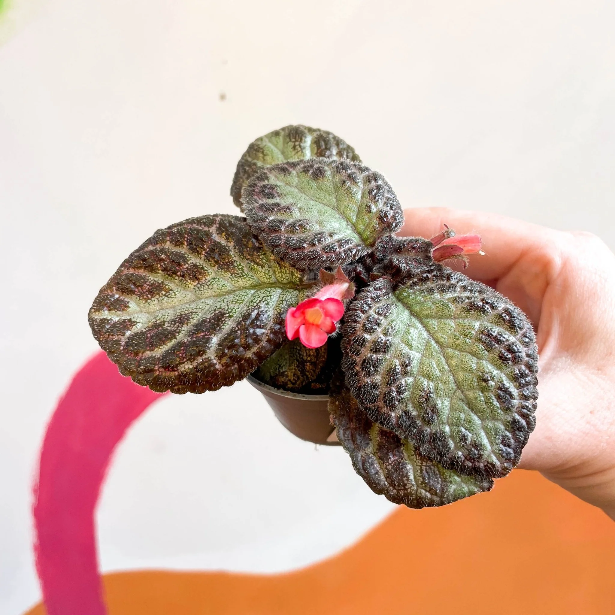 Episcia cupreata 'Pink Acajou' - Flame Violet - Image 6