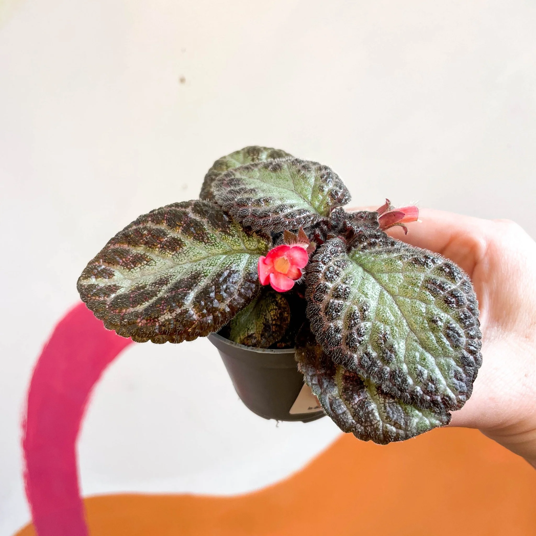 Episcia cupreata 'Pink Acajou' - Flame Violet - Image 7