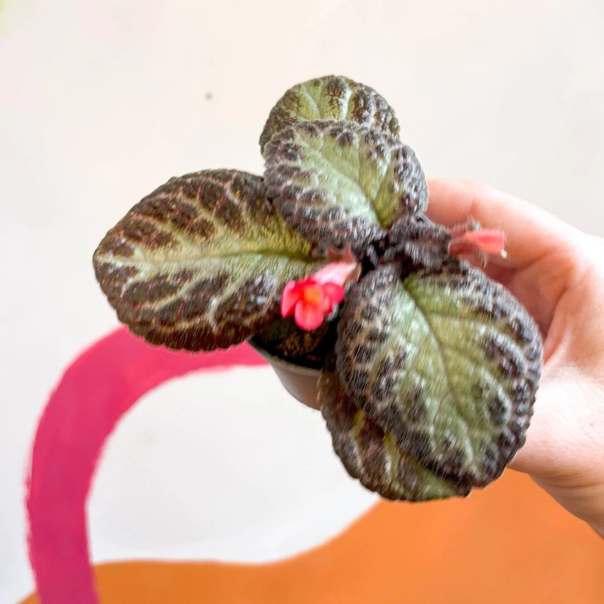 Episcia cupreata 'Pink Acajou' - Flame Violet - Image 8