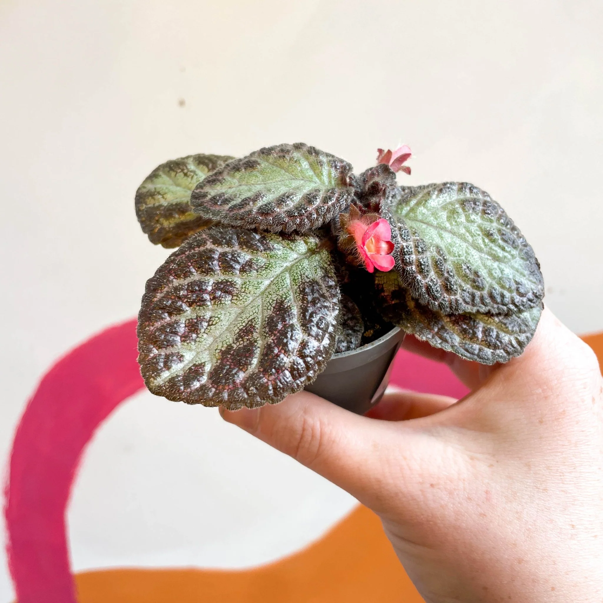 Episcia cupreata 'Pink Acajou' - Flame Violet - Image 9