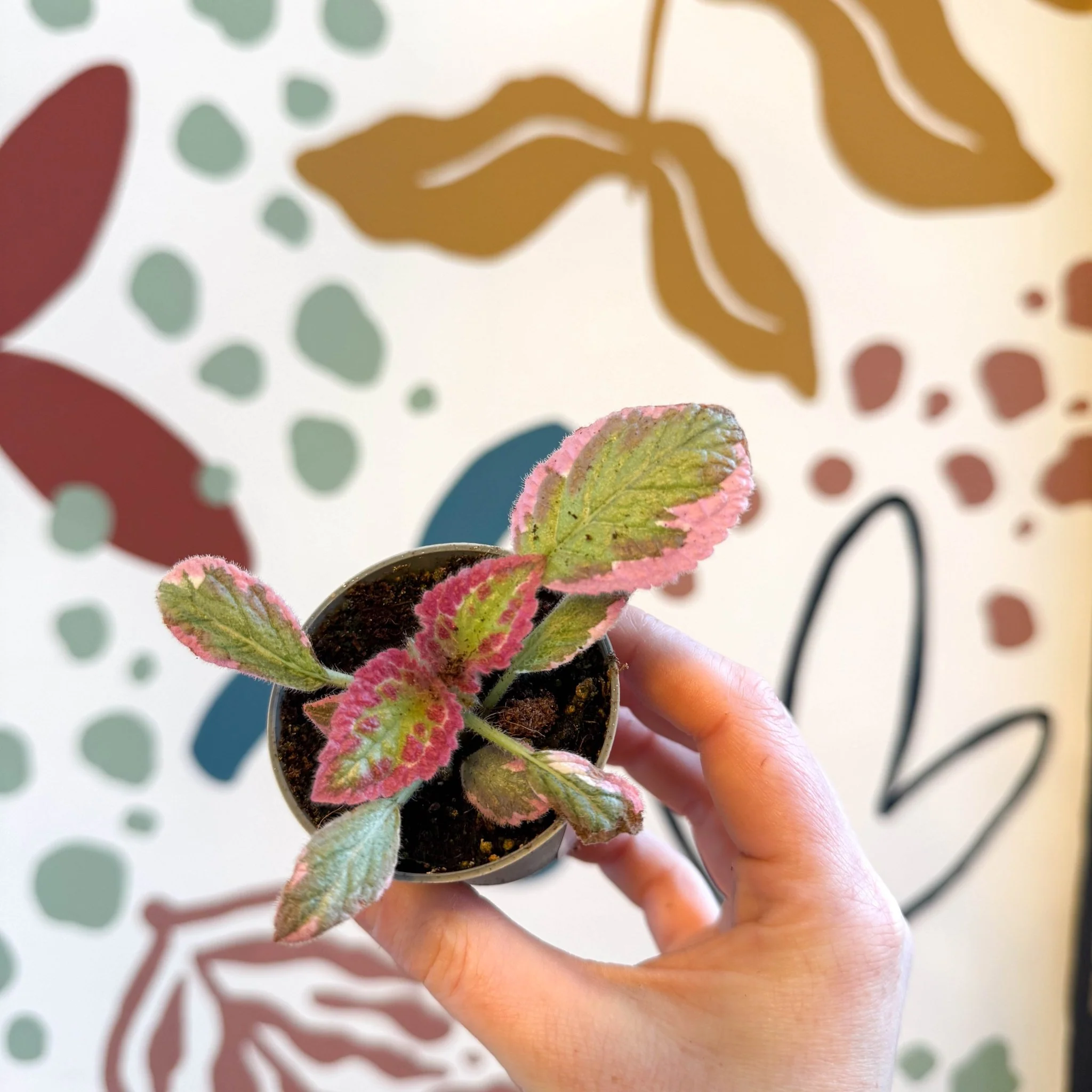 Episcia cupreata 'Pink Brocade' - Flame Violet - Image 10