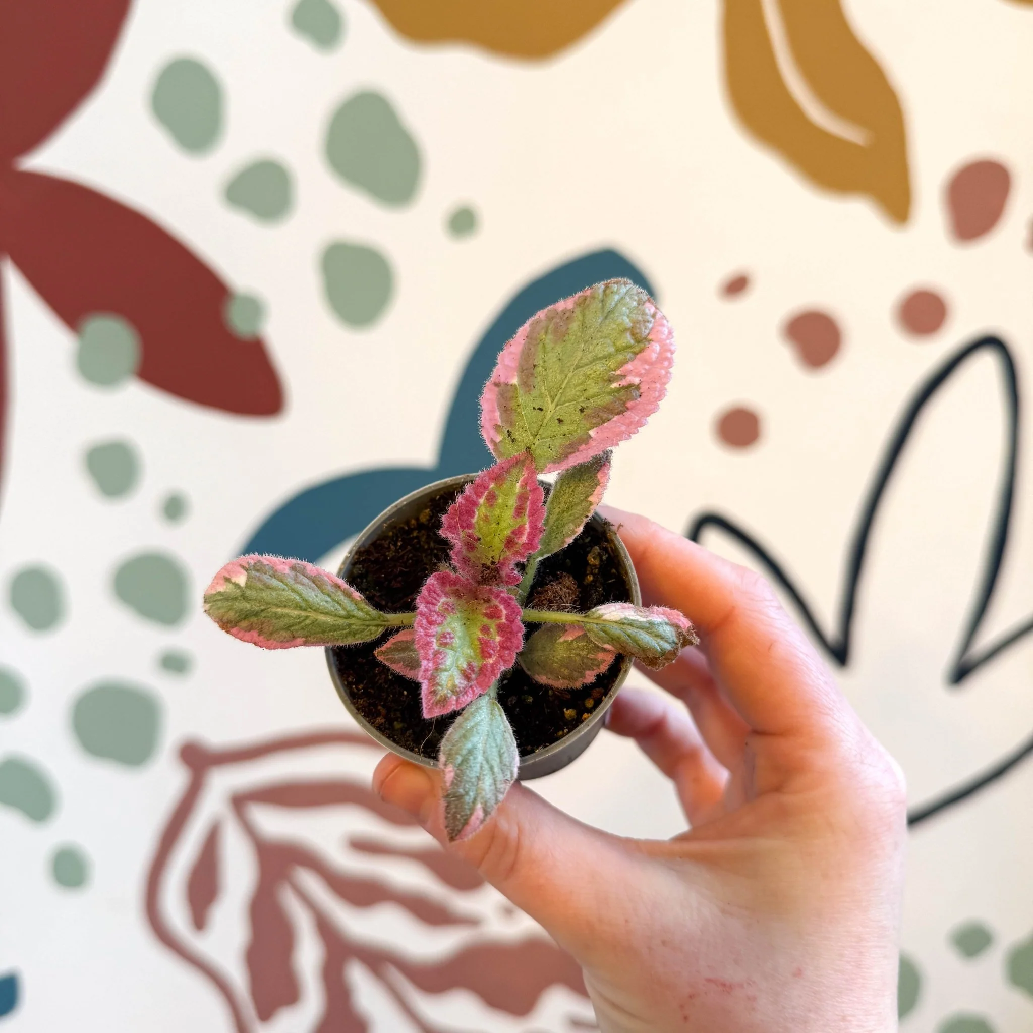 Episcia cupreata 'Pink Brocade' - Flame Violet - Image 2