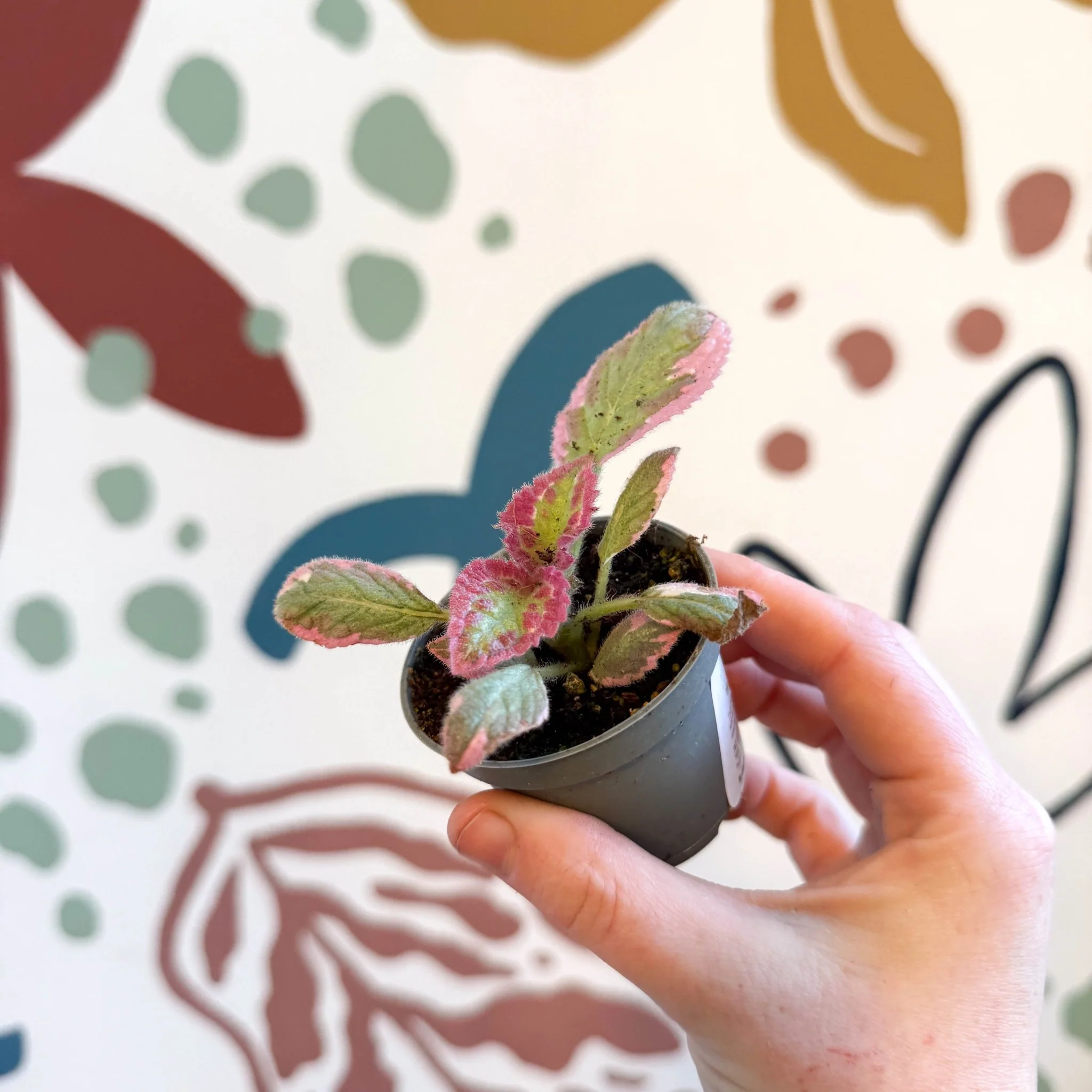 Episcia cupreata 'Pink Brocade' - Flame Violet - Image 3