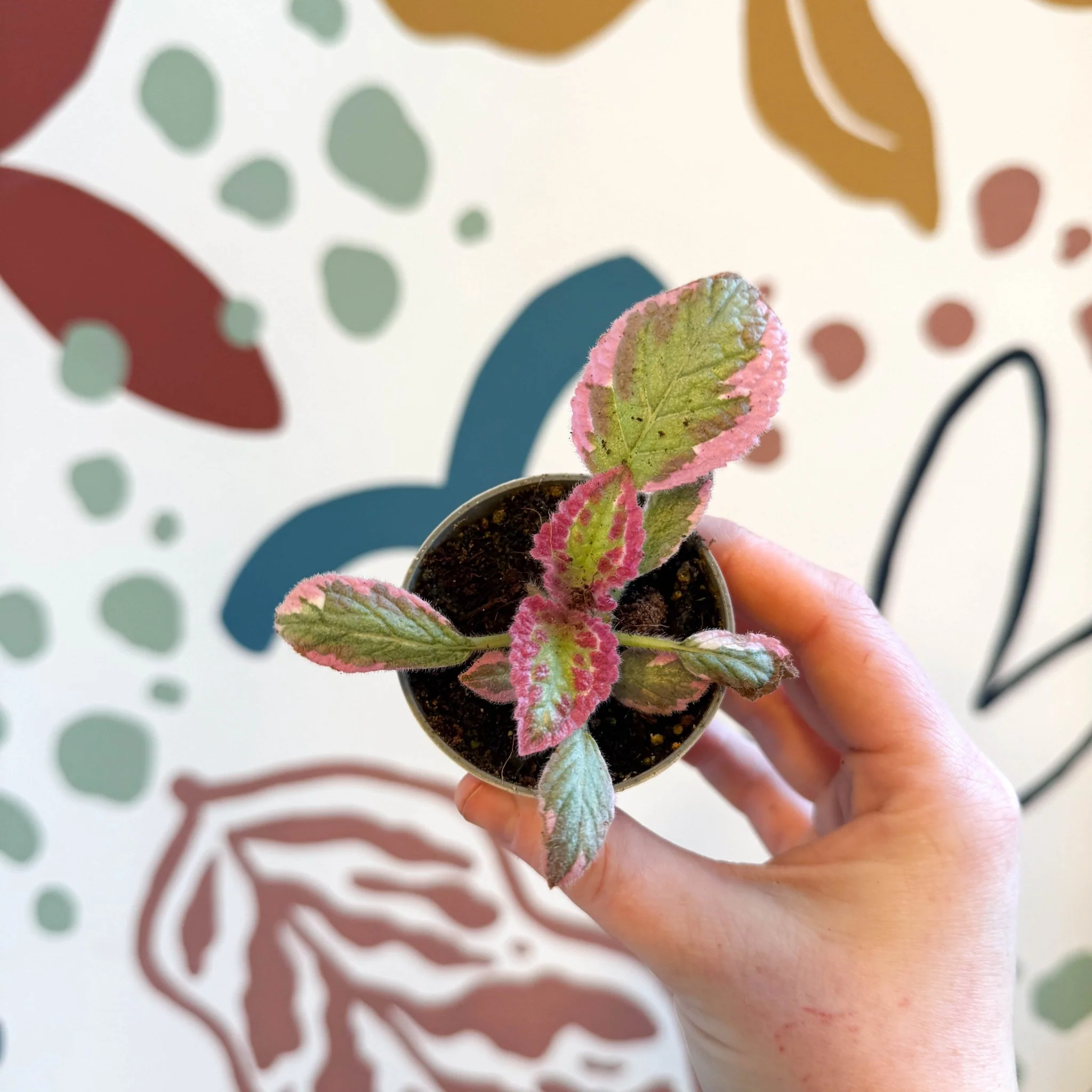 Episcia cupreata 'Pink Brocade' - Flame Violet - Image 4