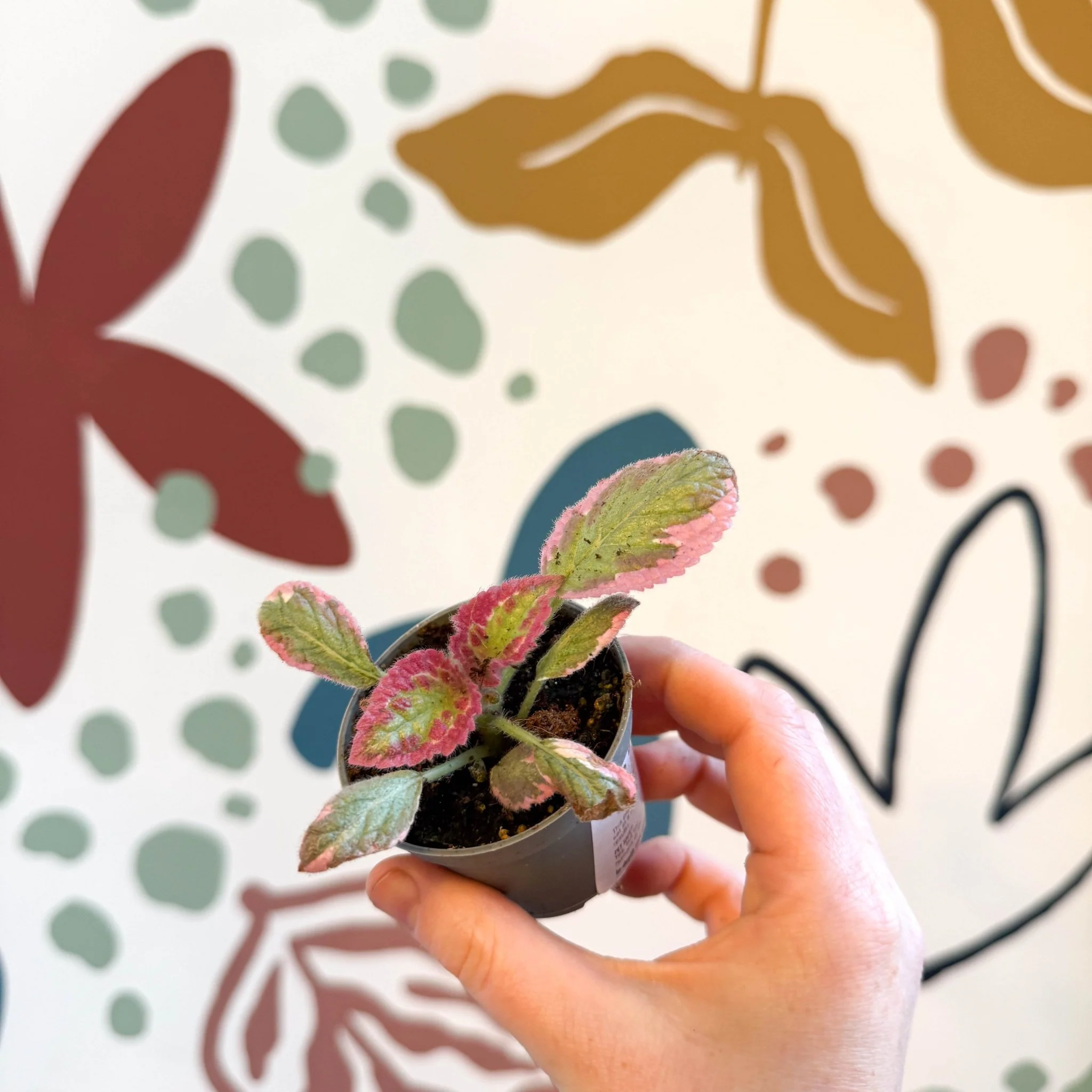 Episcia cupreata 'Pink Brocade' - Flame Violet - Image 5