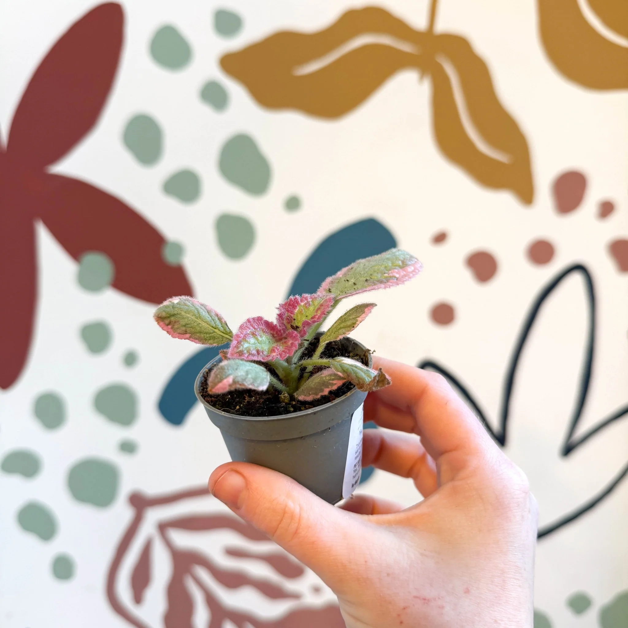 Episcia cupreata 'Pink Brocade' - Flame Violet - Image 6