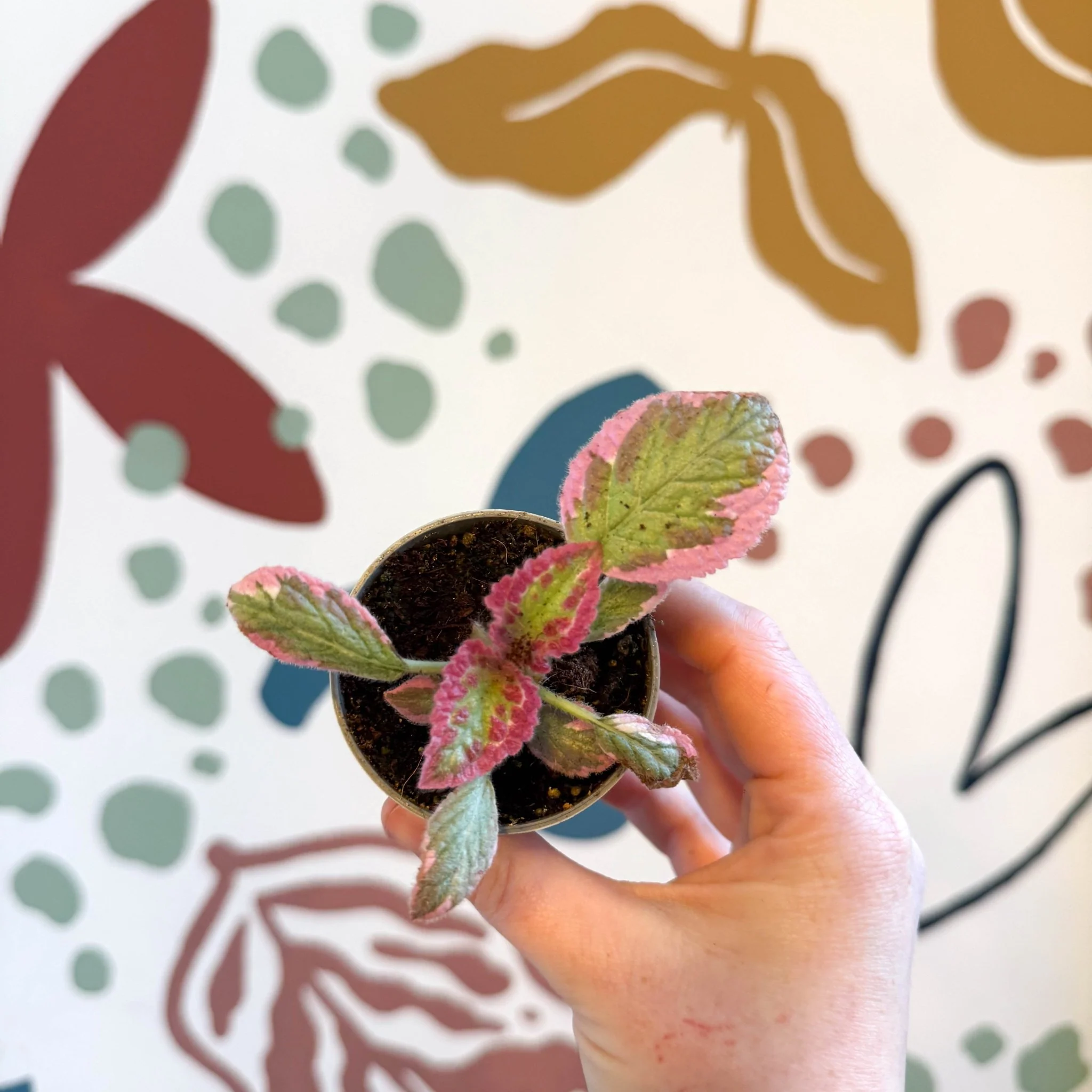 Episcia cupreata 'Pink Brocade' - Flame Violet - Image 7
