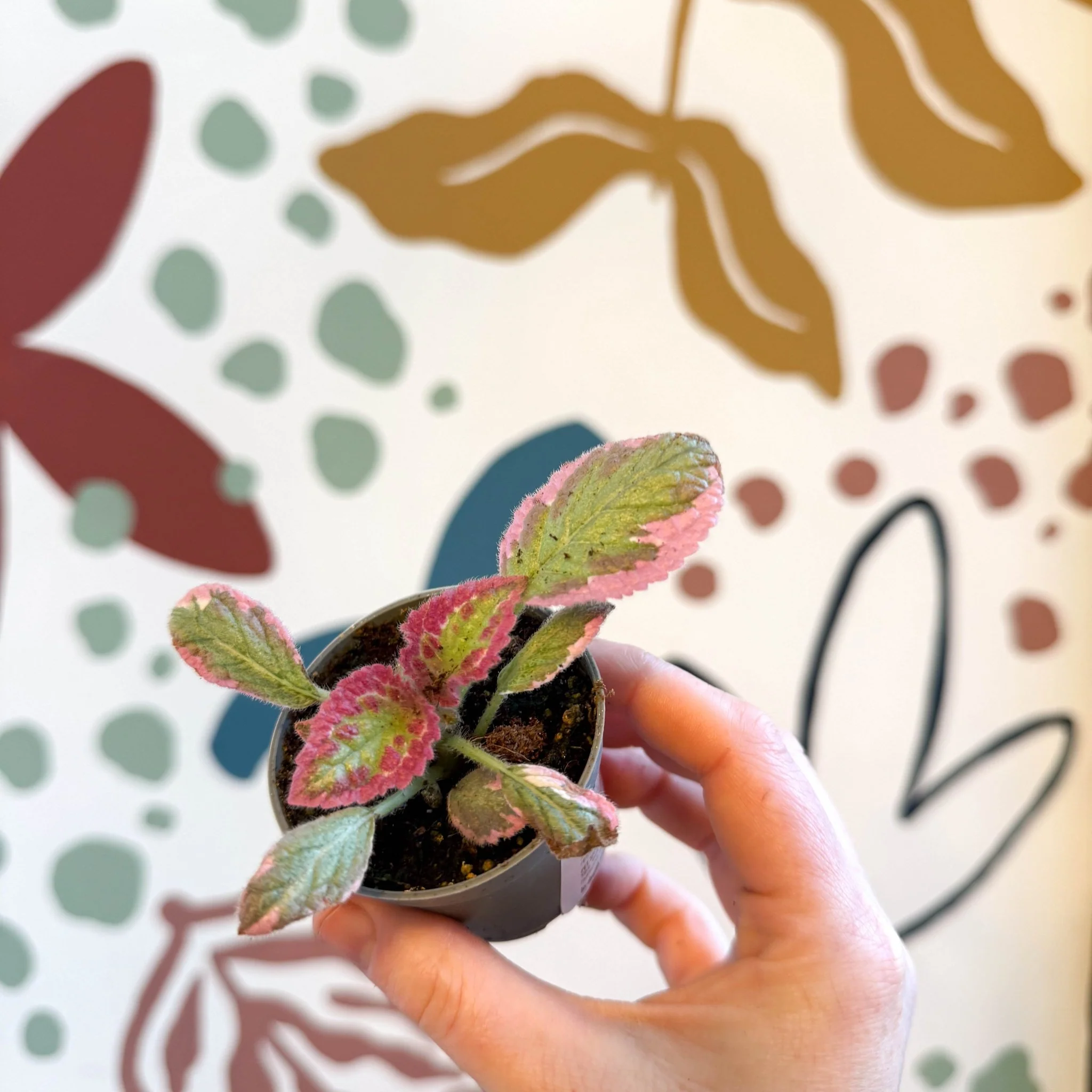 Episcia cupreata 'Pink Brocade' - Flame Violet - Image 8