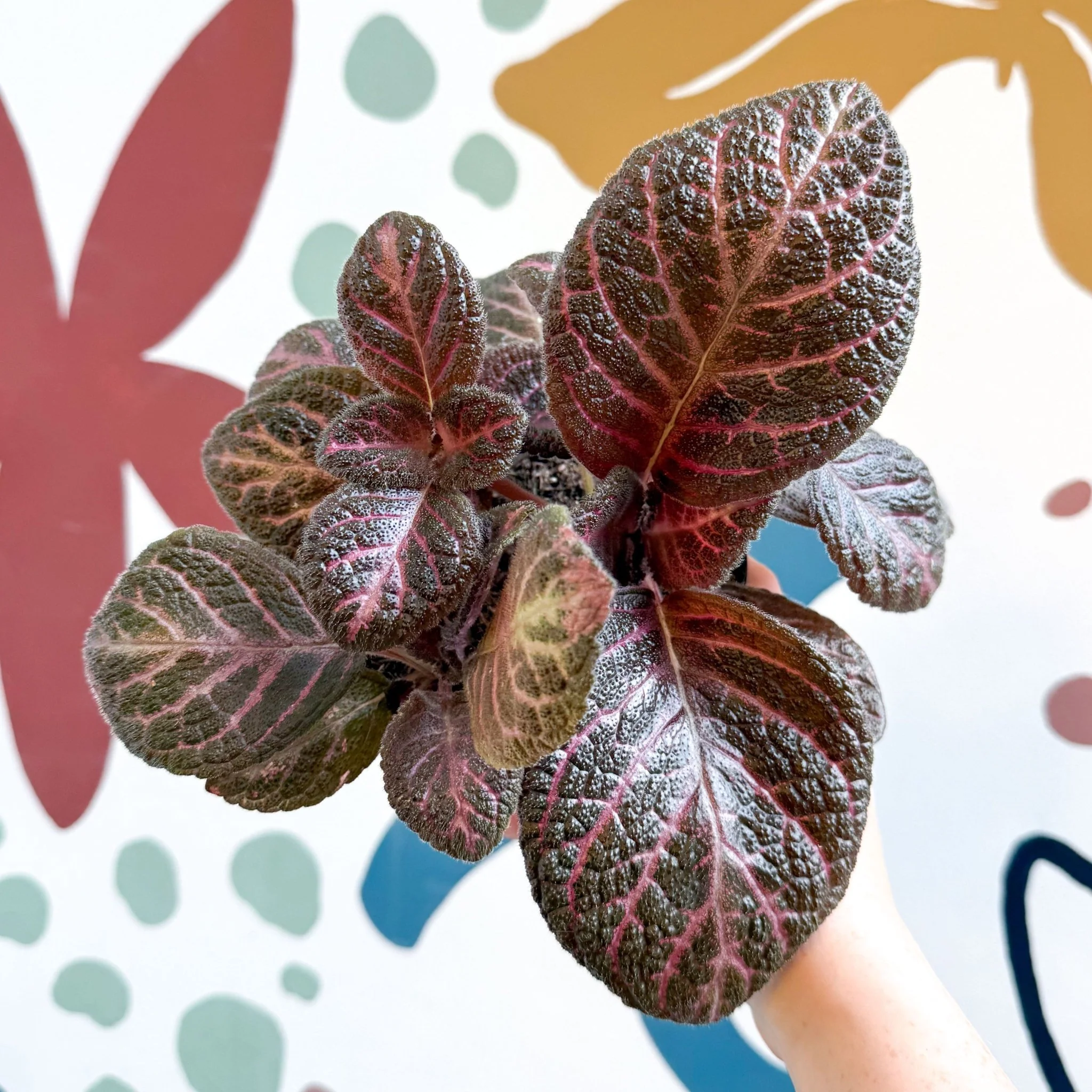 Episcia cupreata - Purple Flame Violet