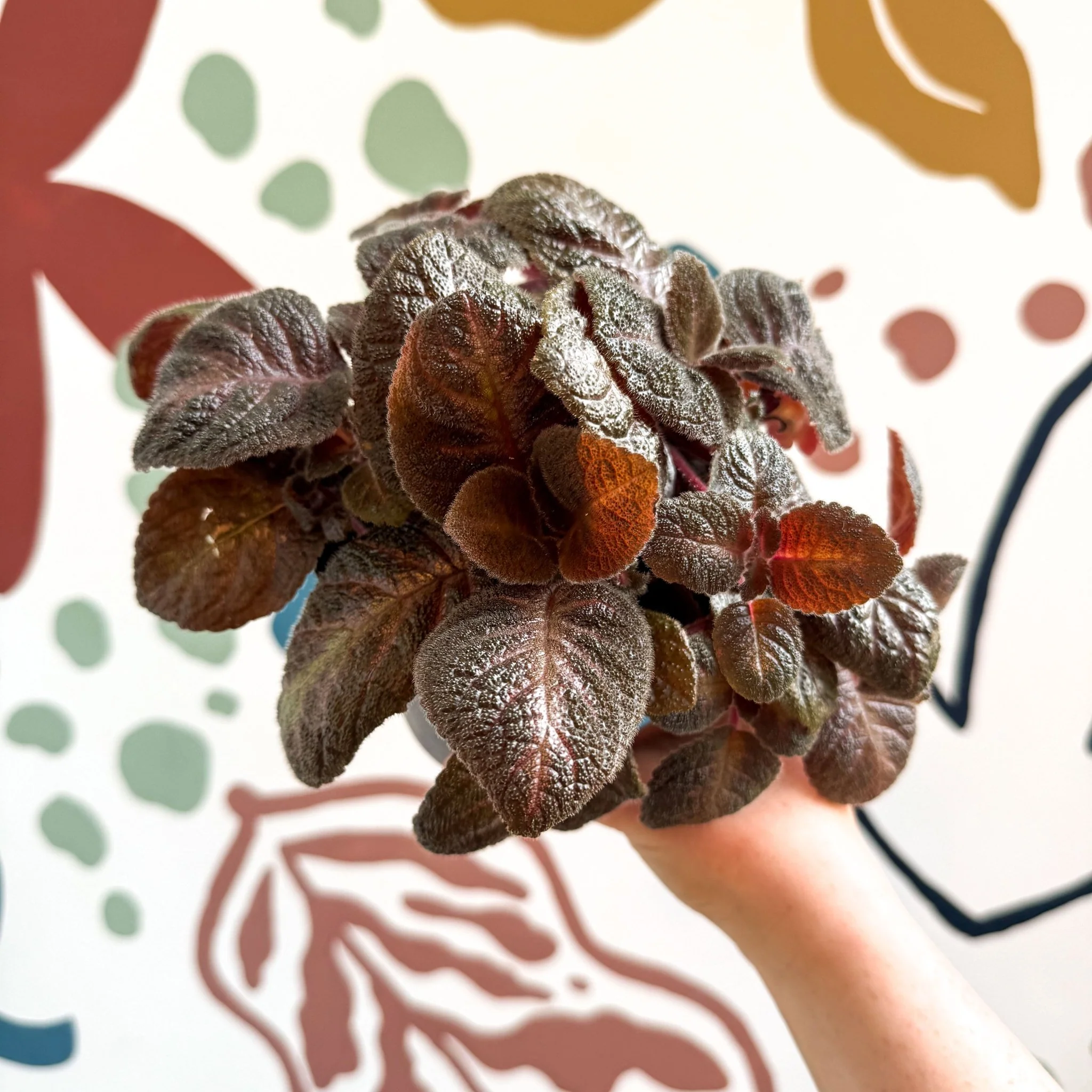 Episcia cupreata - Purple Flame Violet - Image 10