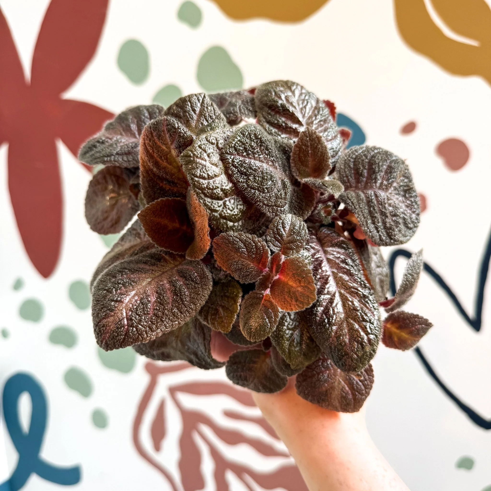Episcia cupreata - Purple Flame Violet - Image 11