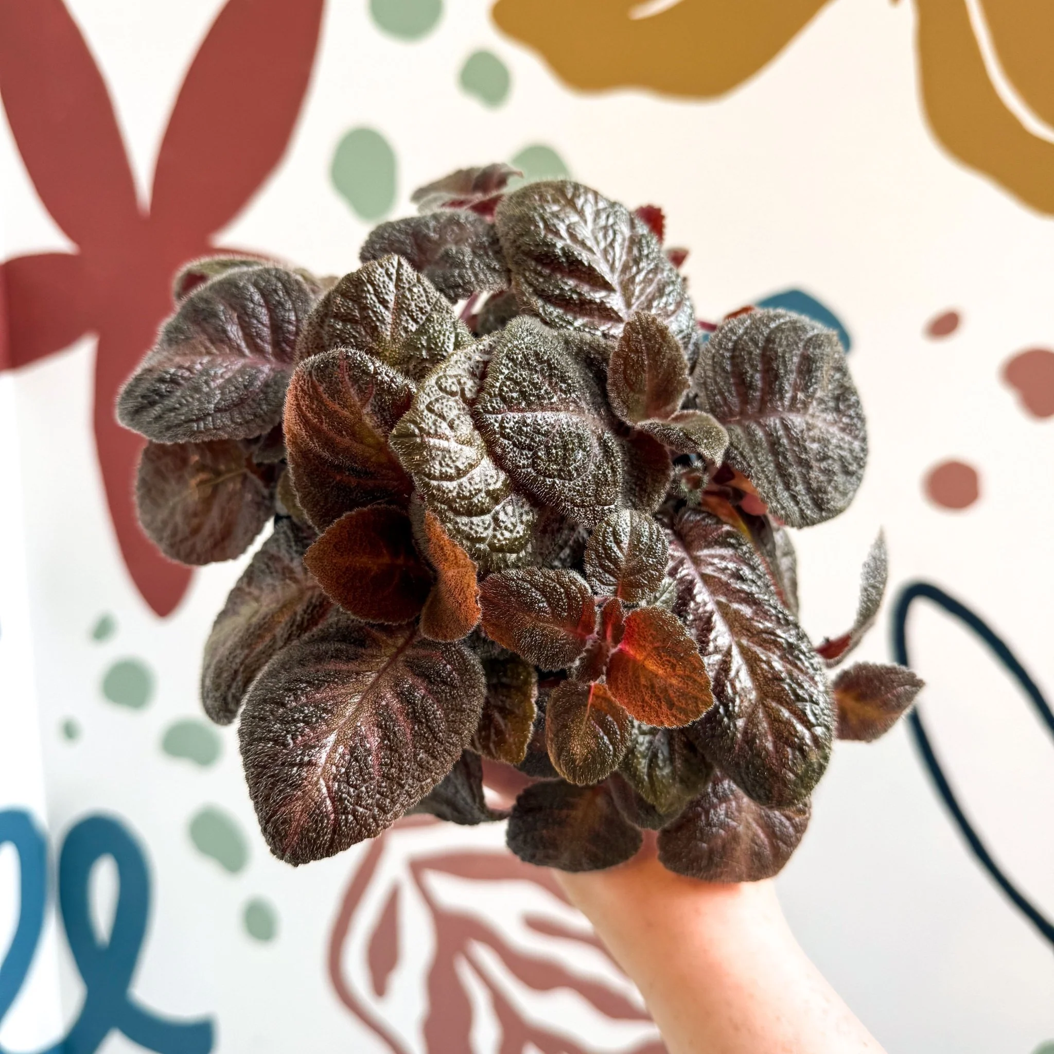 Episcia cupreata - Purple Flame Violet - Image 12