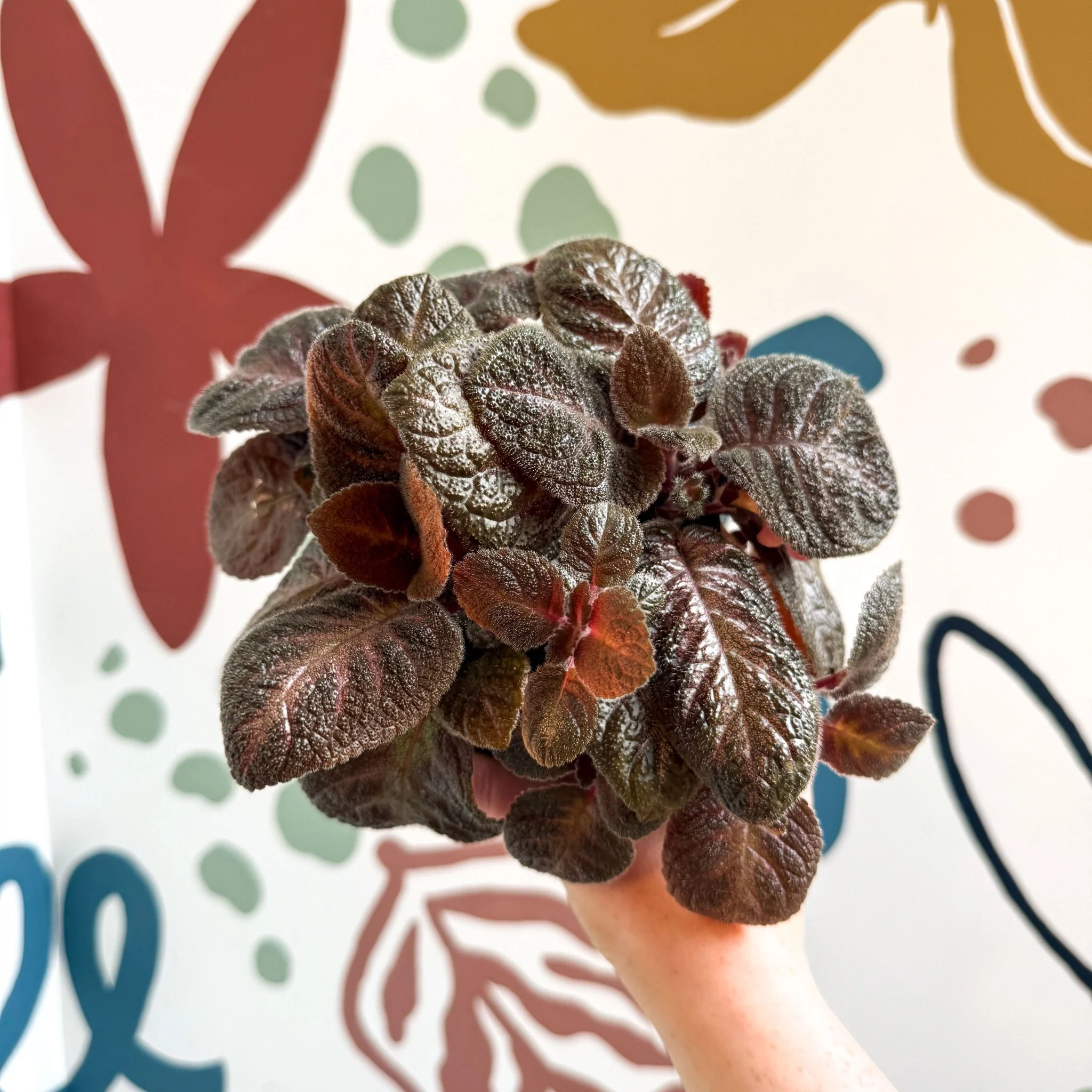 Episcia cupreata - Purple Flame Violet - Image 13