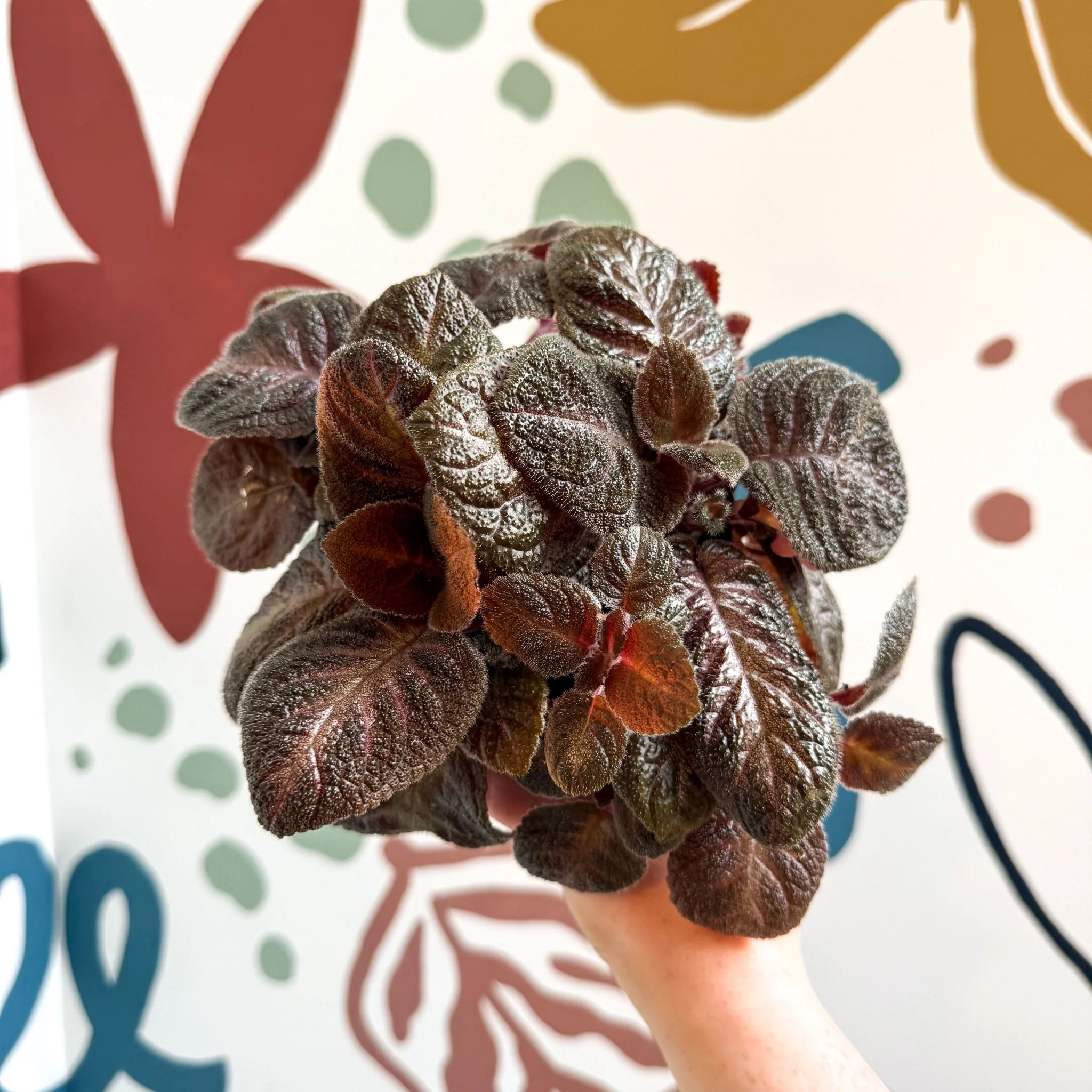 Episcia cupreata - Purple Flame Violet - Image 14