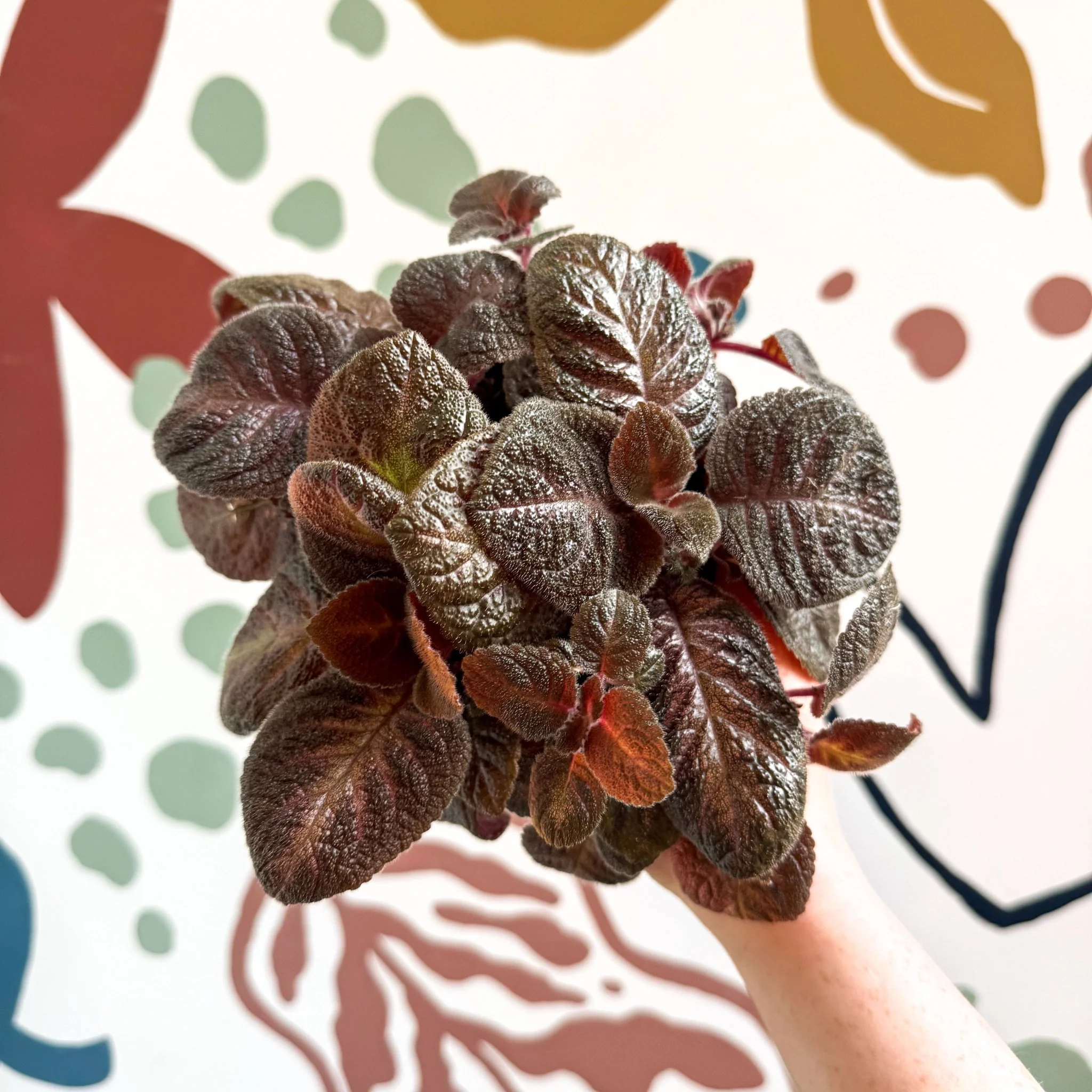 Episcia cupreata - Purple Flame Violet - Image 15