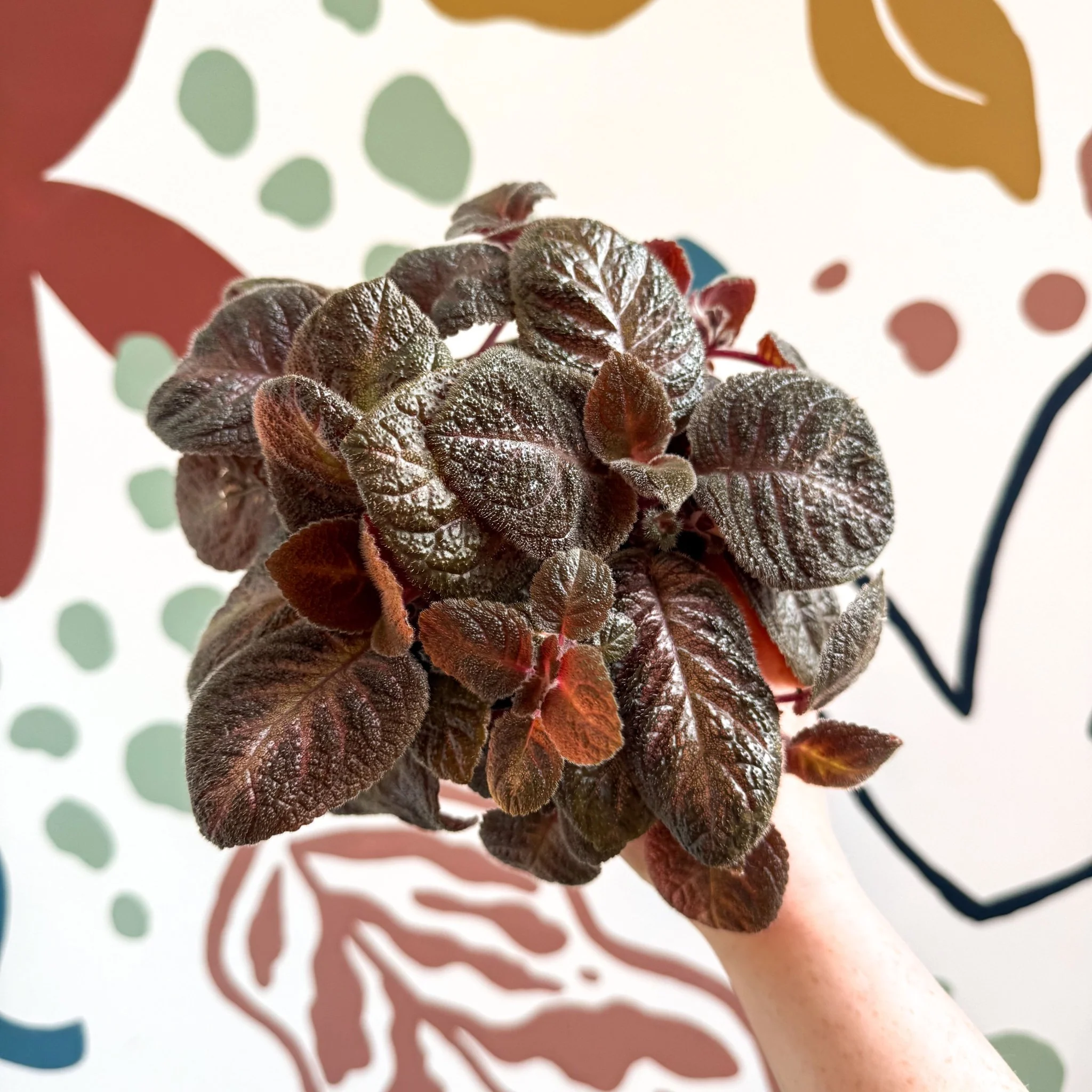 Episcia cupreata - Purple Flame Violet - Image 16