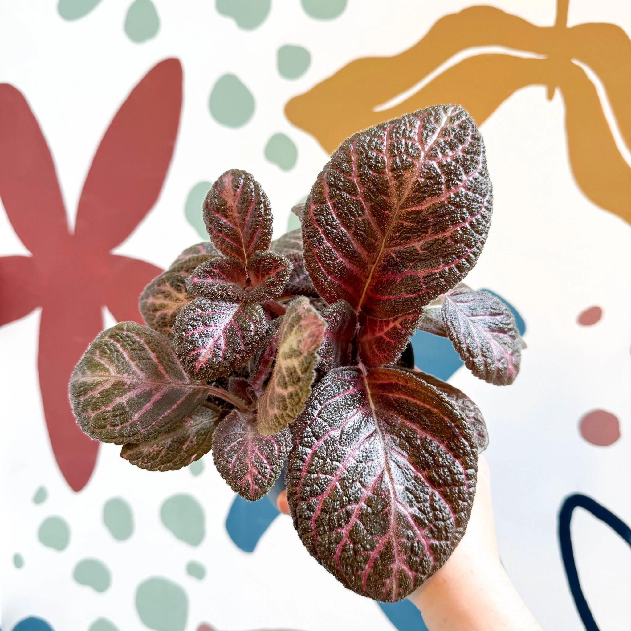 Episcia cupreata - Purple Flame Violet - Image 17
