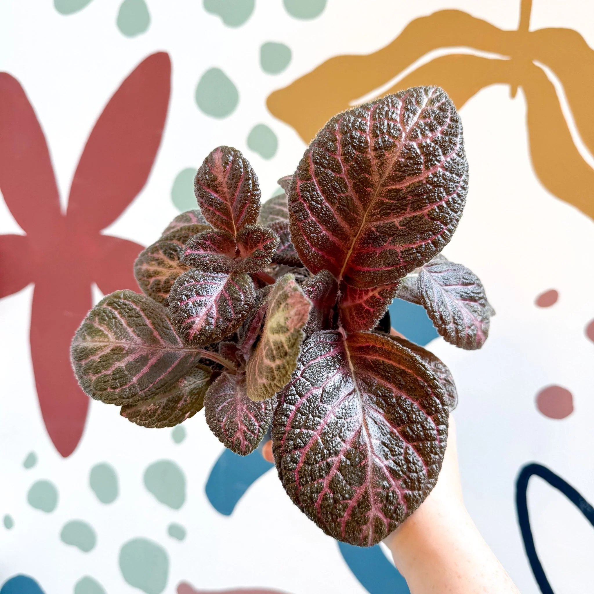 Episcia cupreata - Purple Flame Violet - Image 18