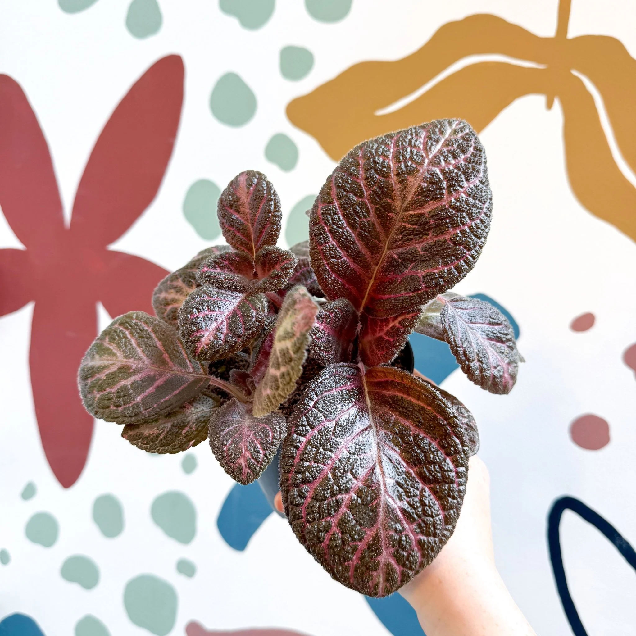 Episcia cupreata - Purple Flame Violet - Image 19