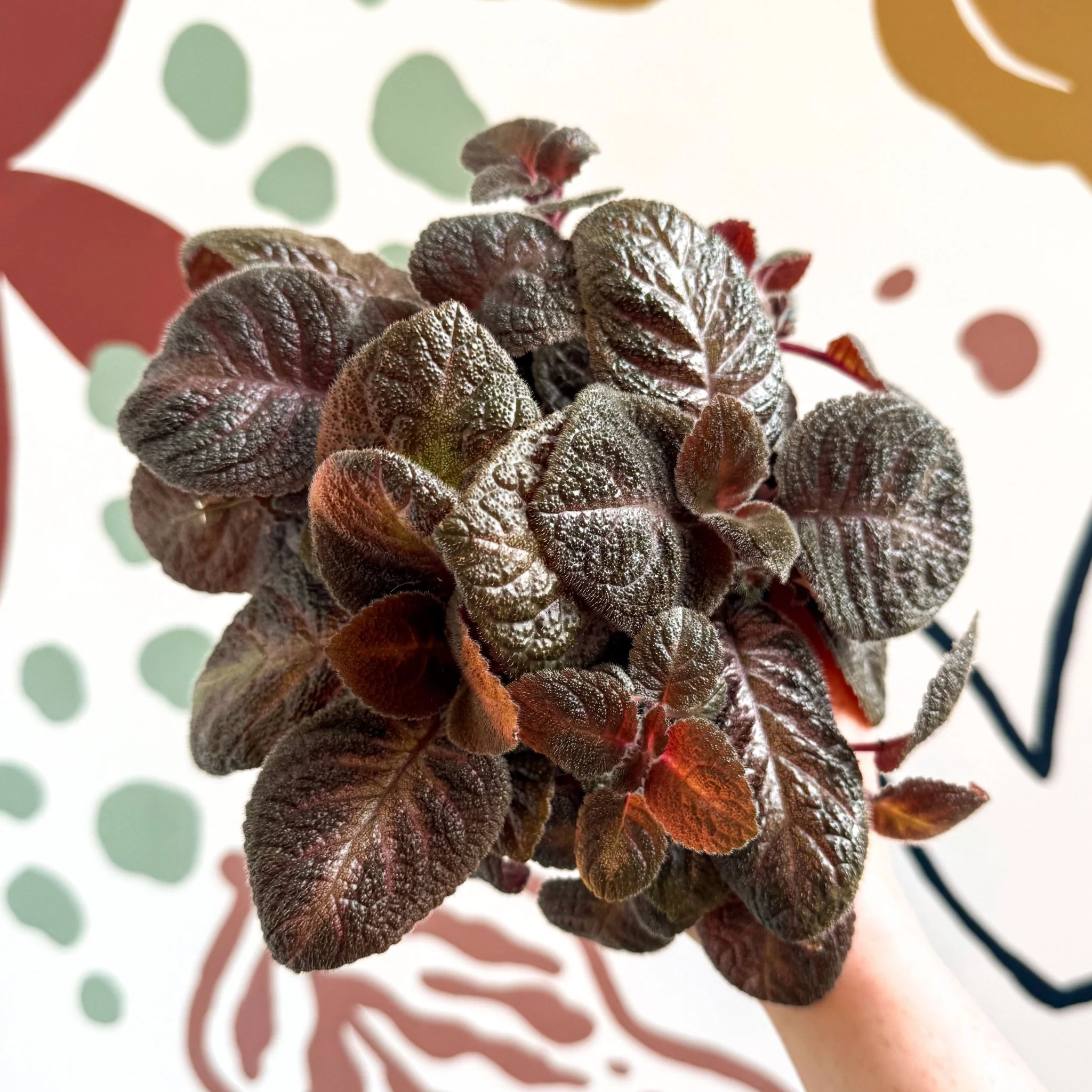 Episcia cupreata - Purple Flame Violet - Image 2