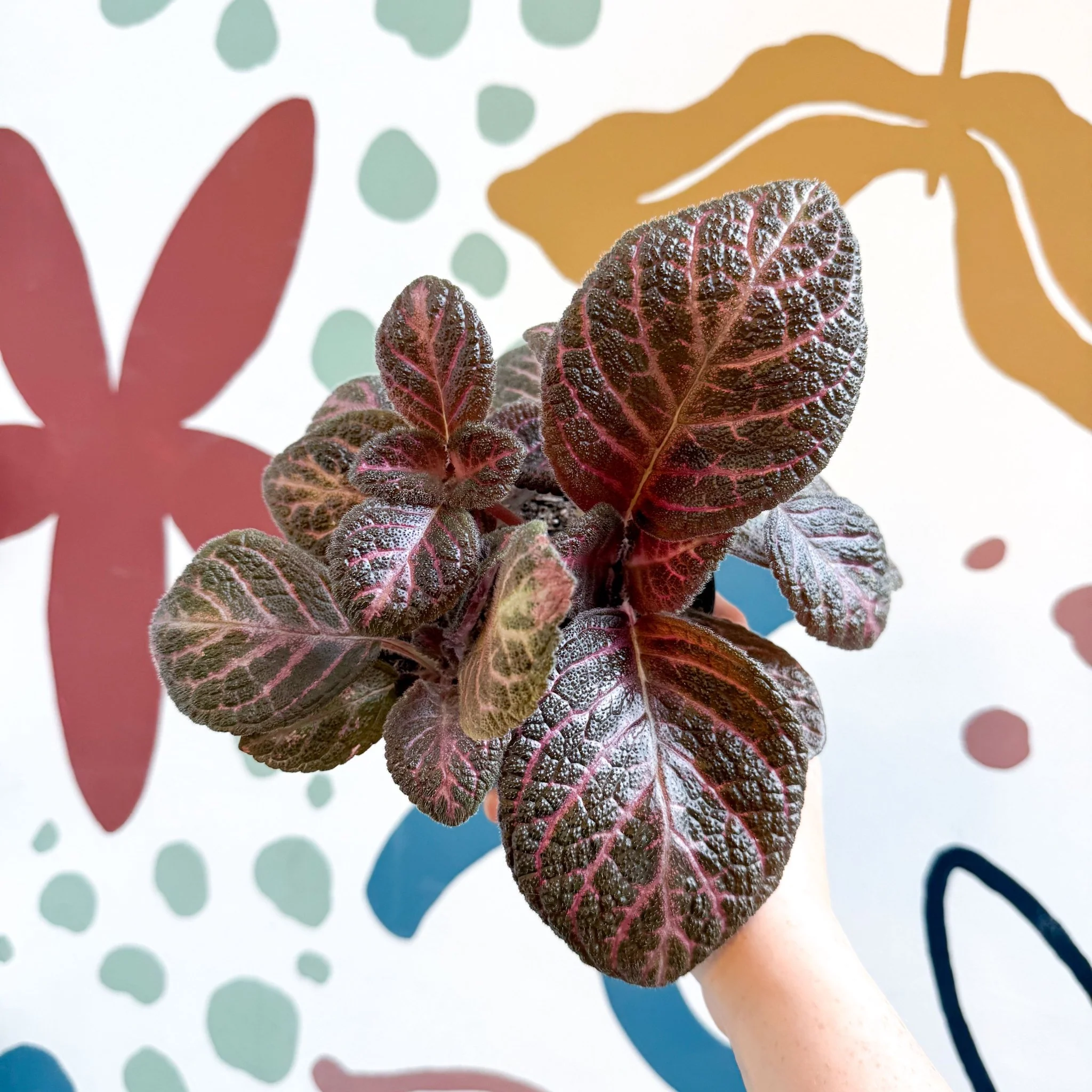 Episcia cupreata - Purple Flame Violet - Image 20