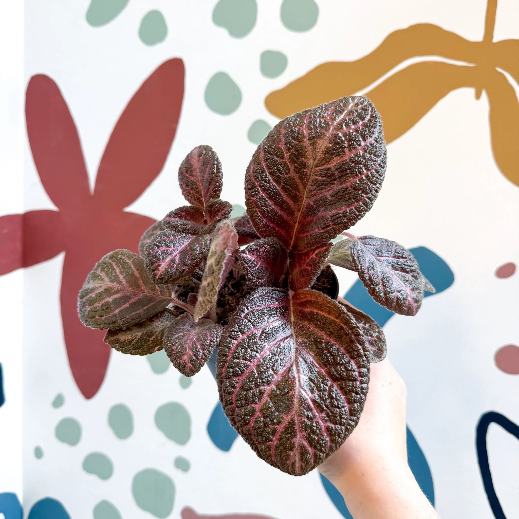 Episcia cupreata - Purple Flame Violet - Image 21