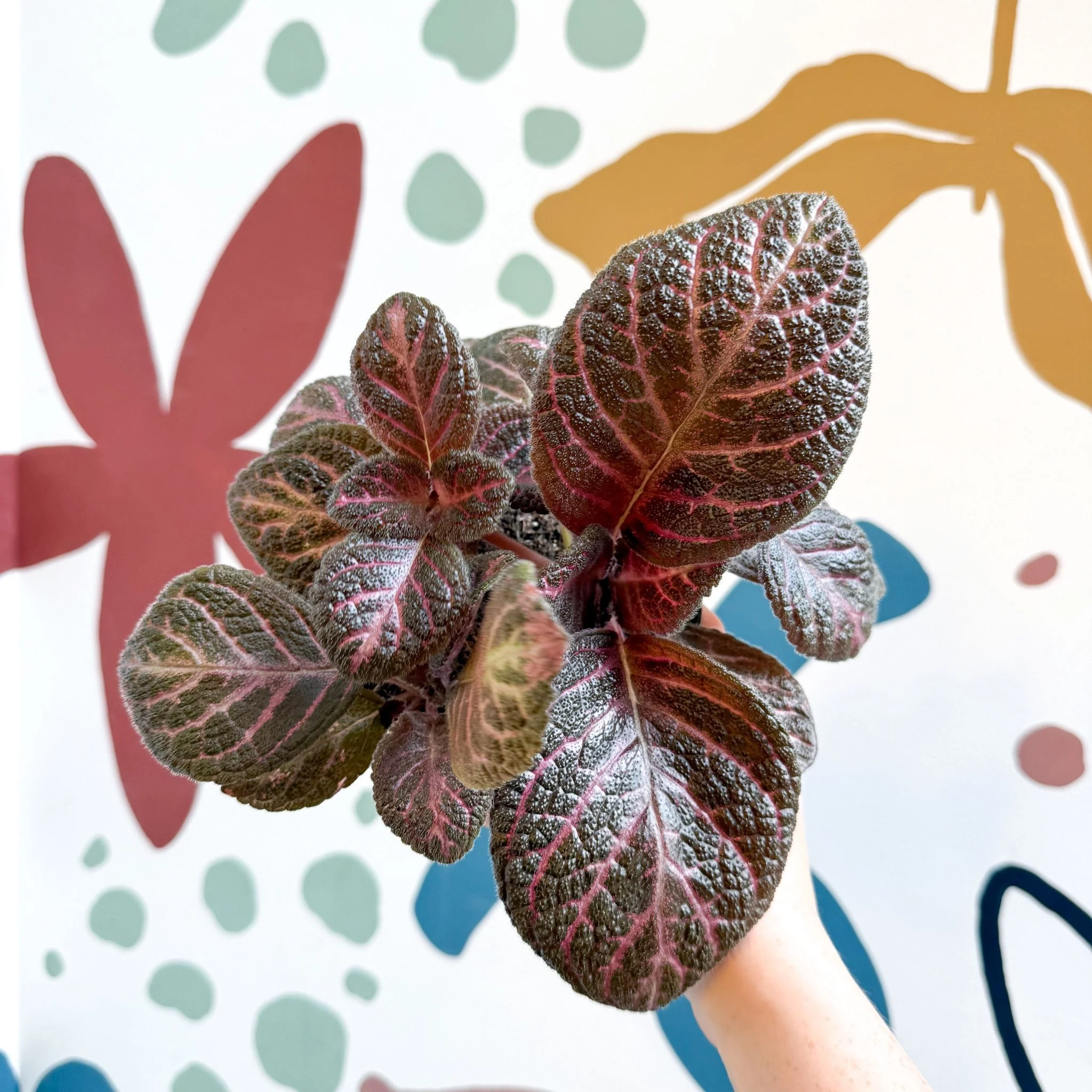 Episcia cupreata - Purple Flame Violet - Image 22