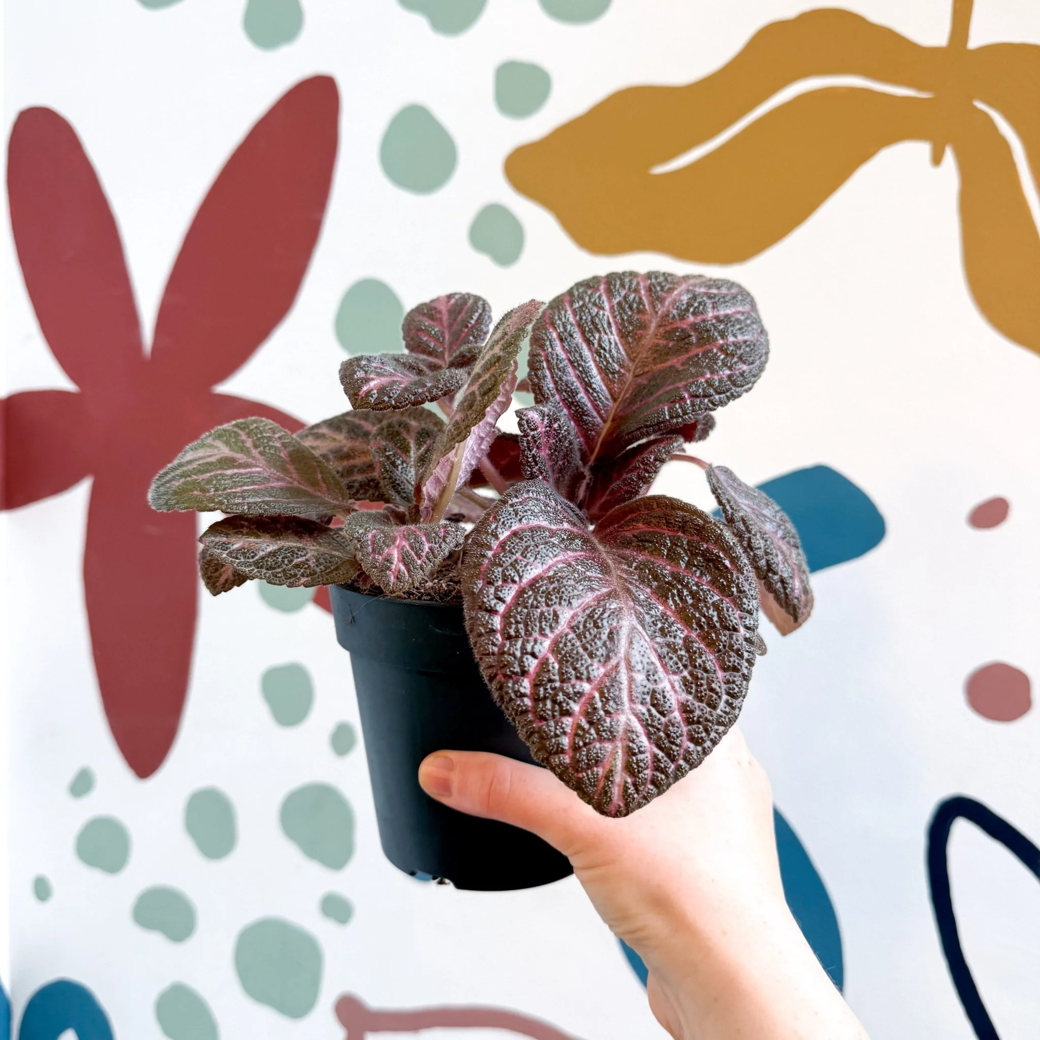 Episcia cupreata - Purple Flame Violet - Image 23