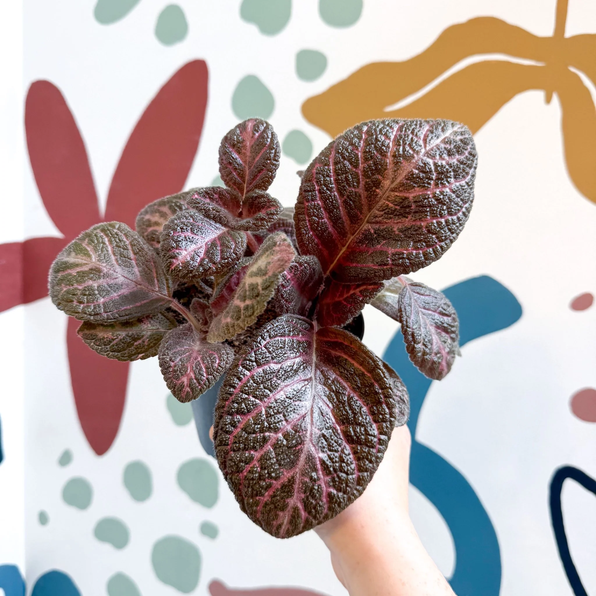 Episcia cupreata - Purple Flame Violet - Image 24