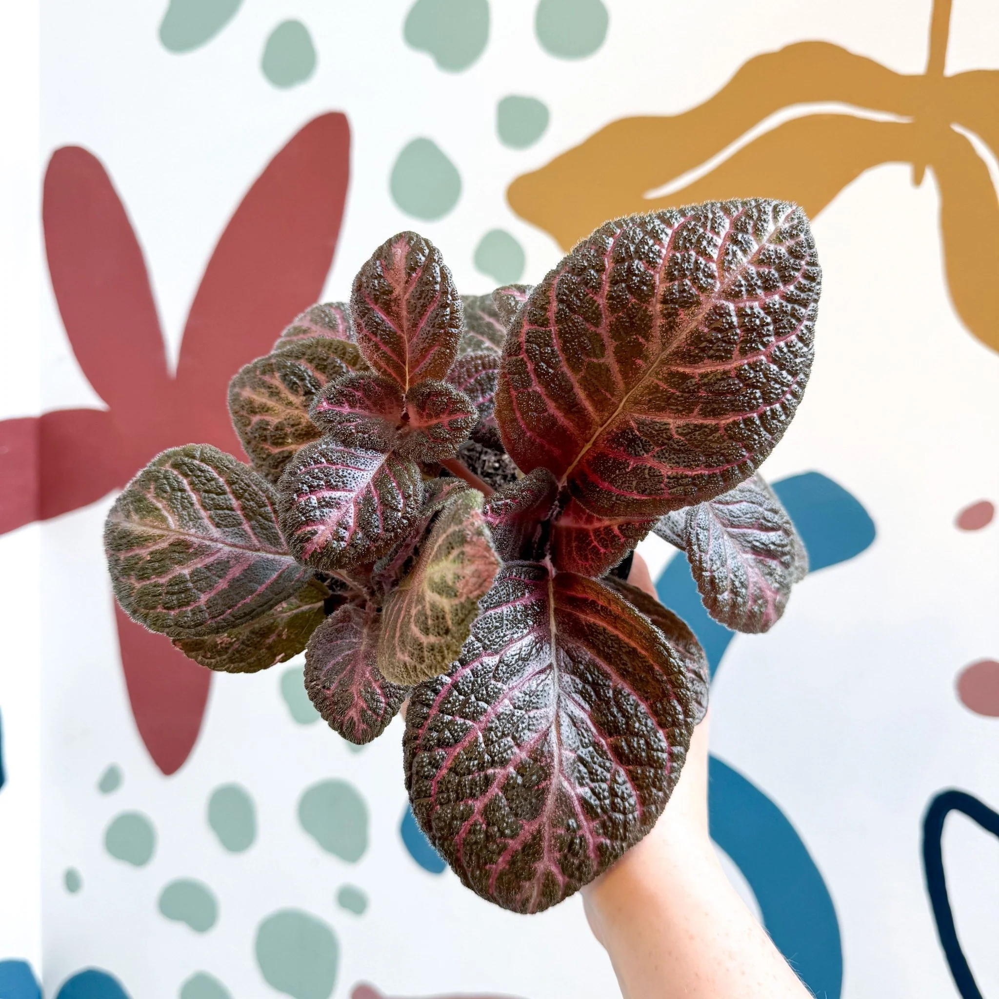 Episcia cupreata - Purple Flame Violet - Image 25