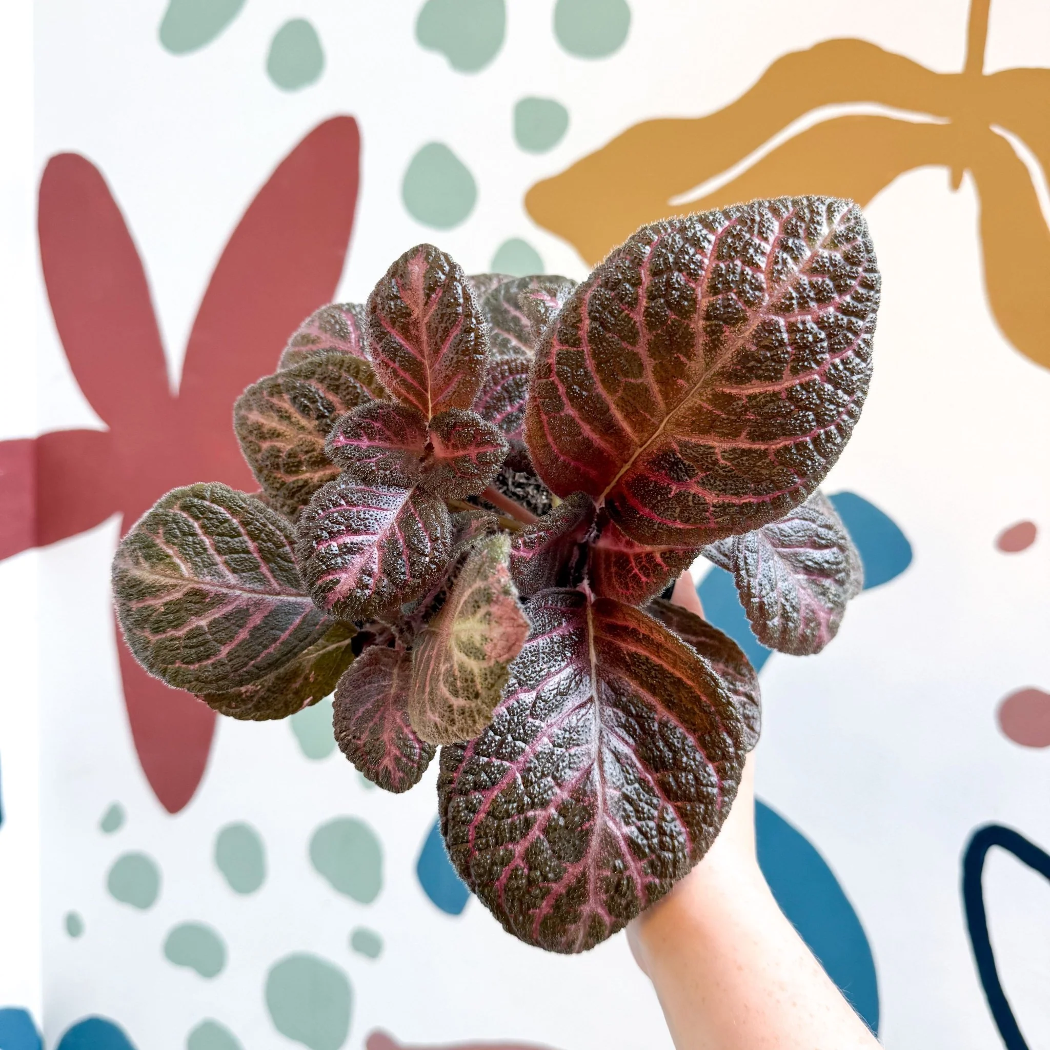 Episcia cupreata - Purple Flame Violet - Image 26