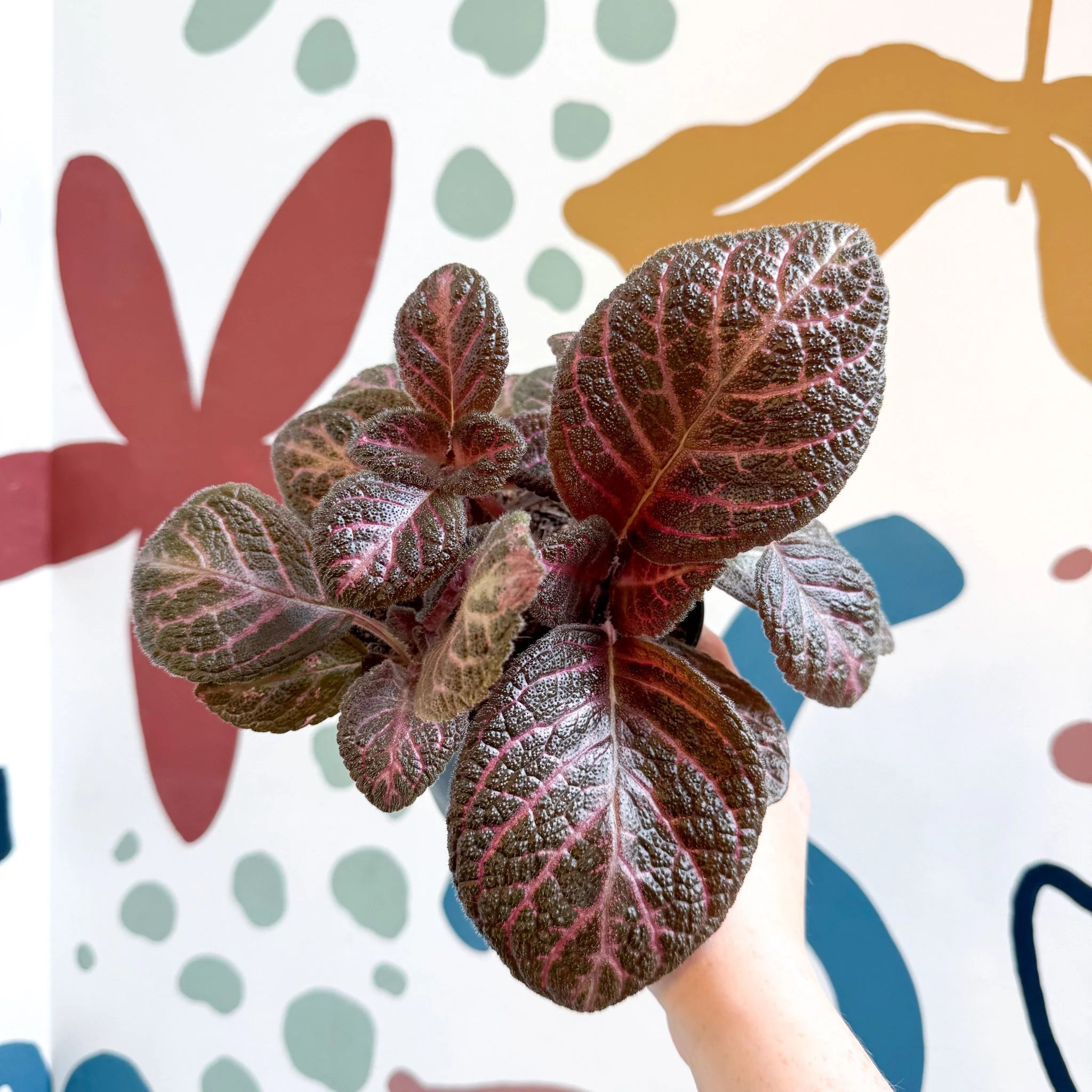 Episcia cupreata - Purple Flame Violet - Image 27