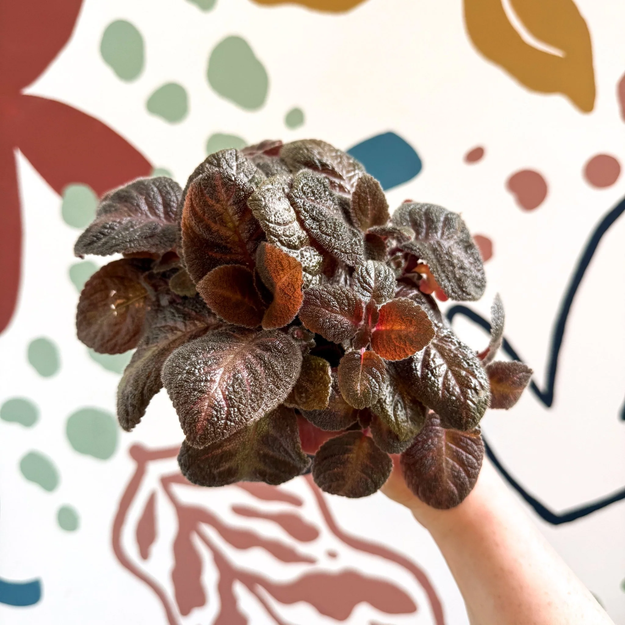 Episcia cupreata - Purple Flame Violet - Image 3