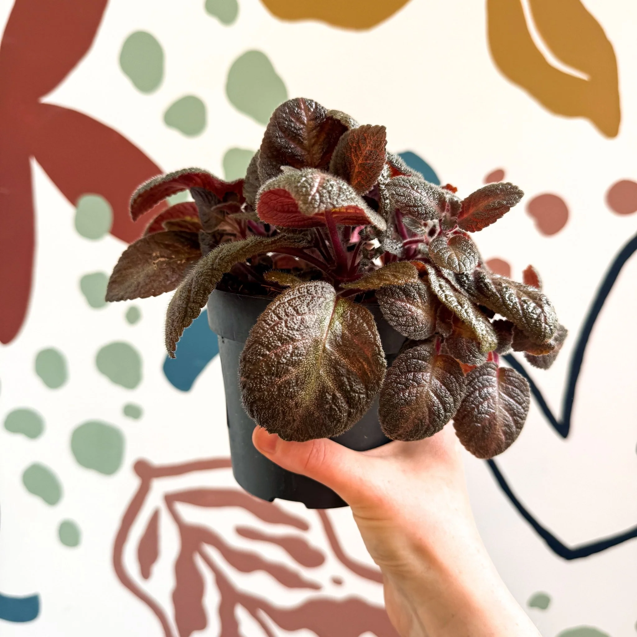 Episcia cupreata - Purple Flame Violet - Image 5