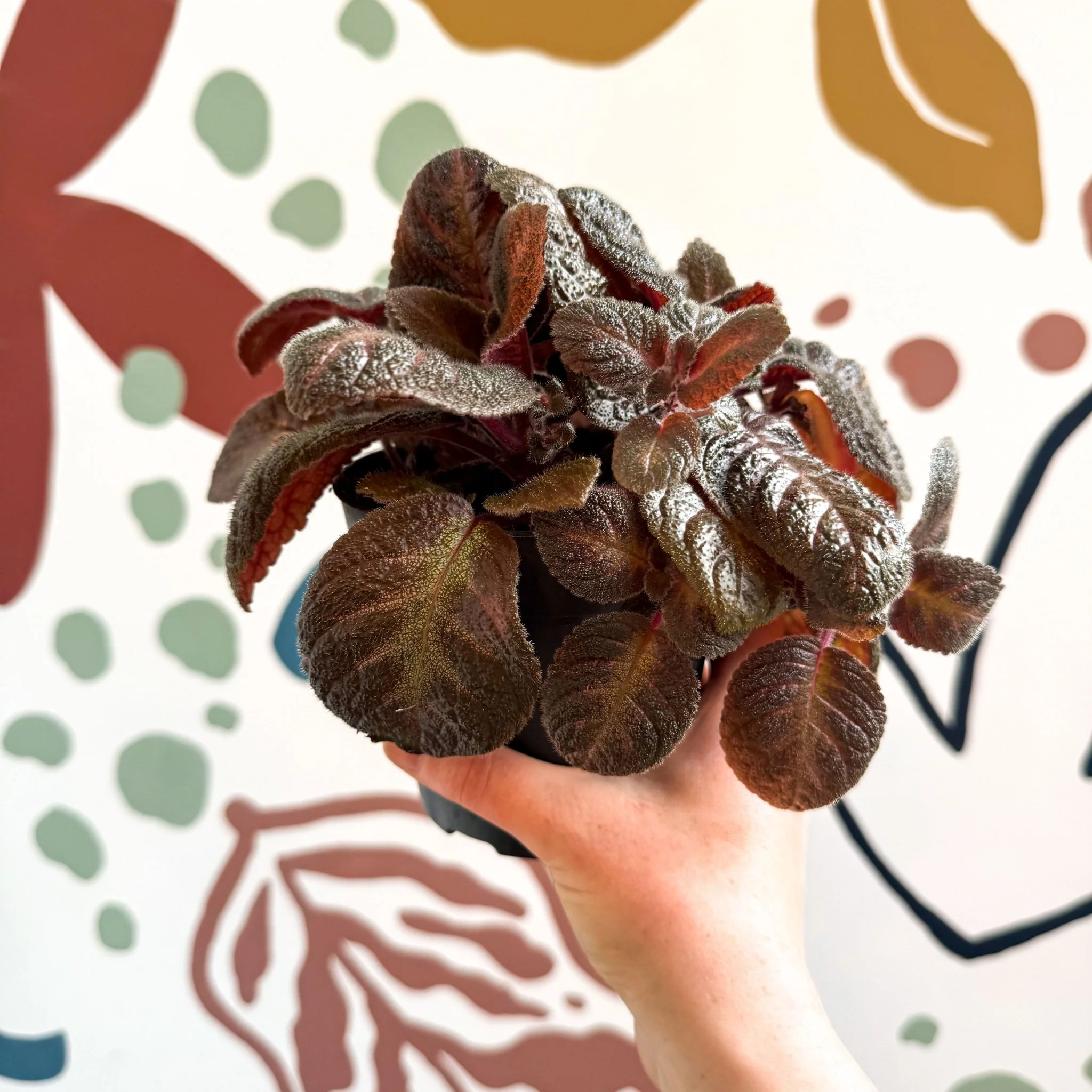 Episcia cupreata - Purple Flame Violet - Image 6