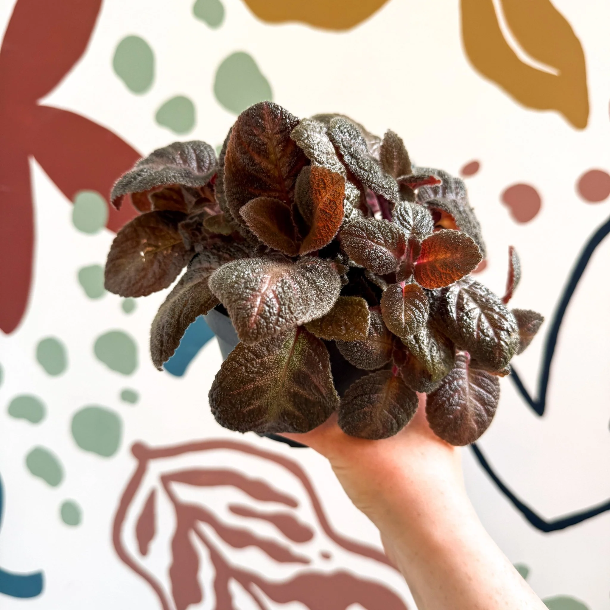 Episcia cupreata - Purple Flame Violet - Image 7